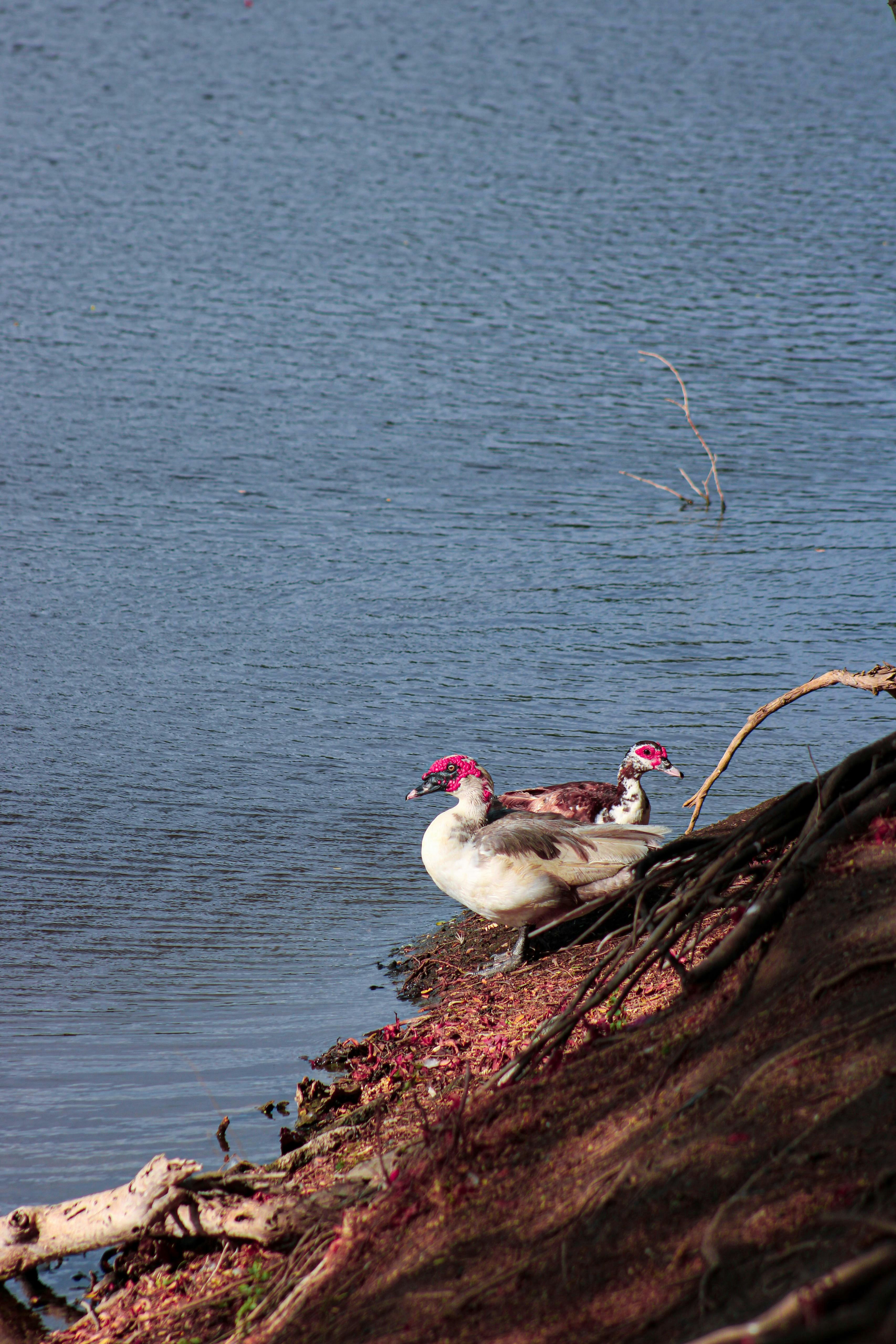 Two ducks with red faces stand by the water's edge