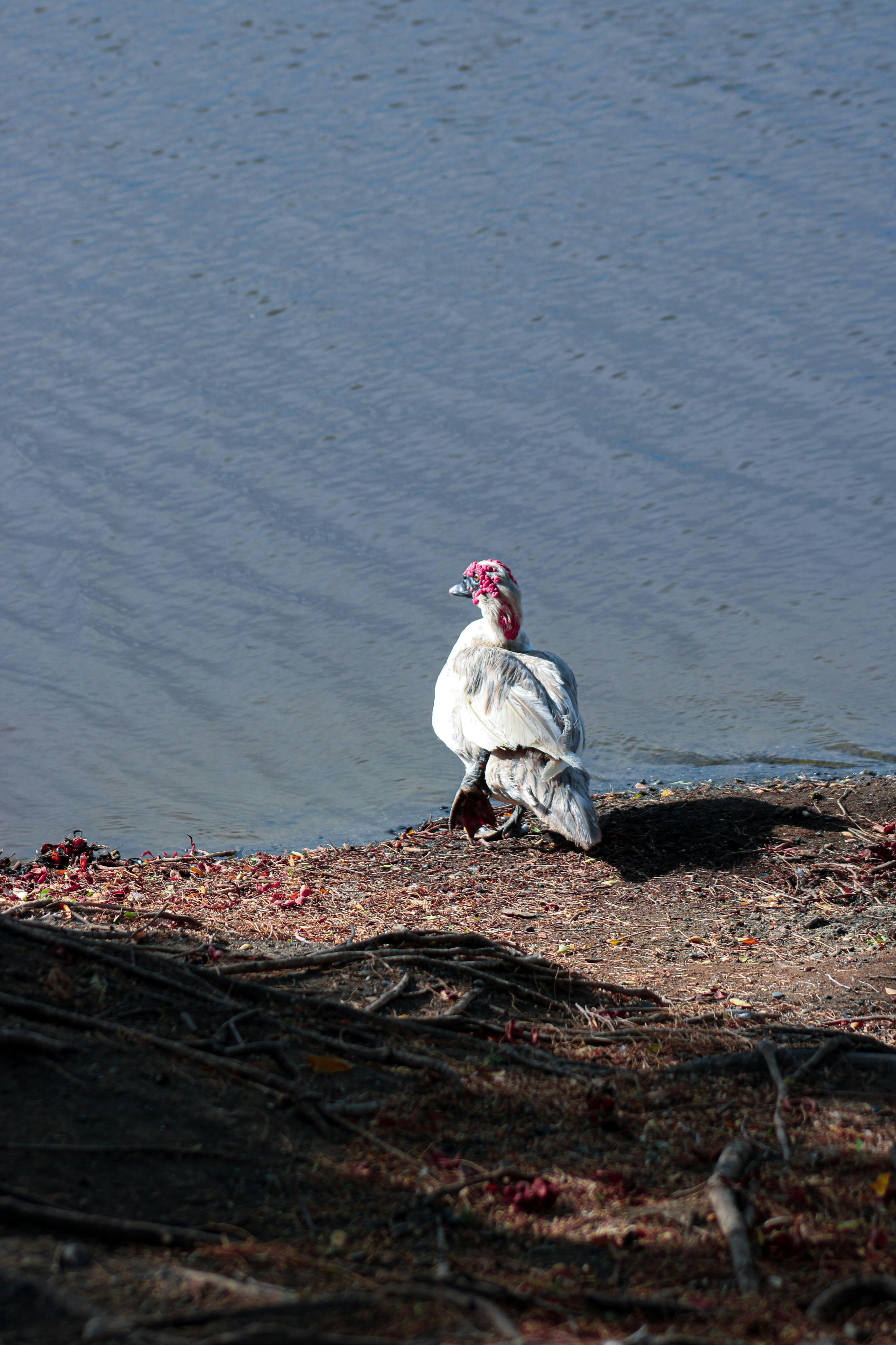 White duck with red face stands on bank beside water