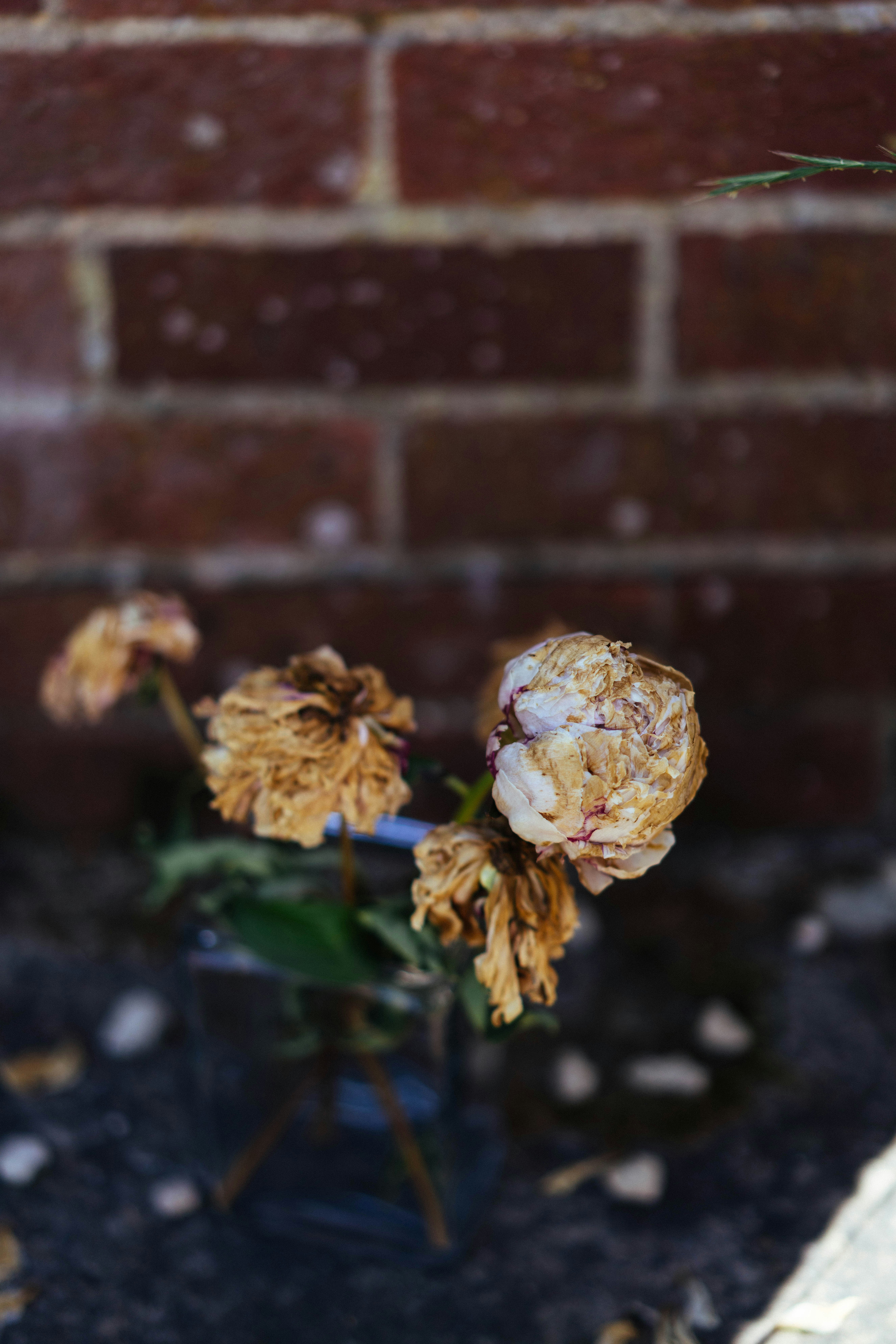 Withered flowers stand against a textured brick wall.