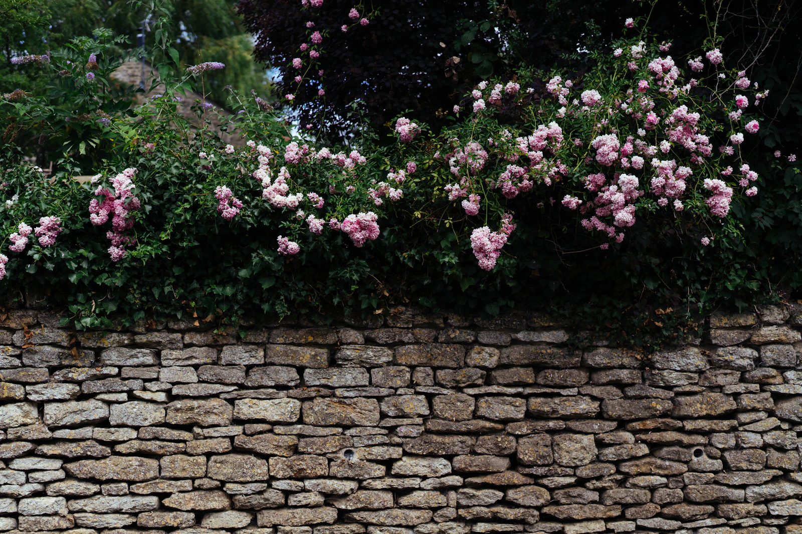 Roses against salt wind: roses currently winning