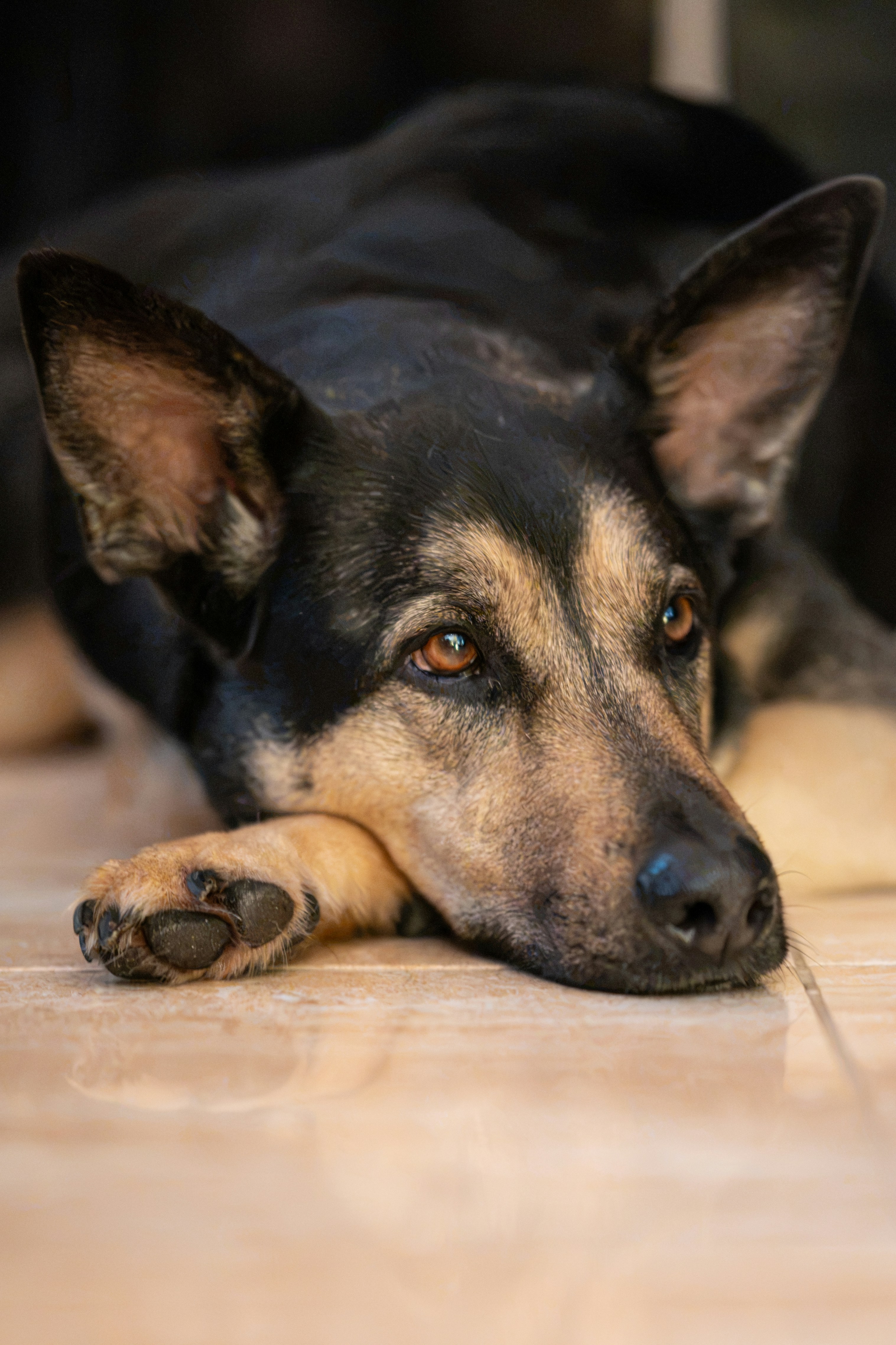 Ein schwarz-brauner Hund, der auf einem gefliesten Boden liegt.