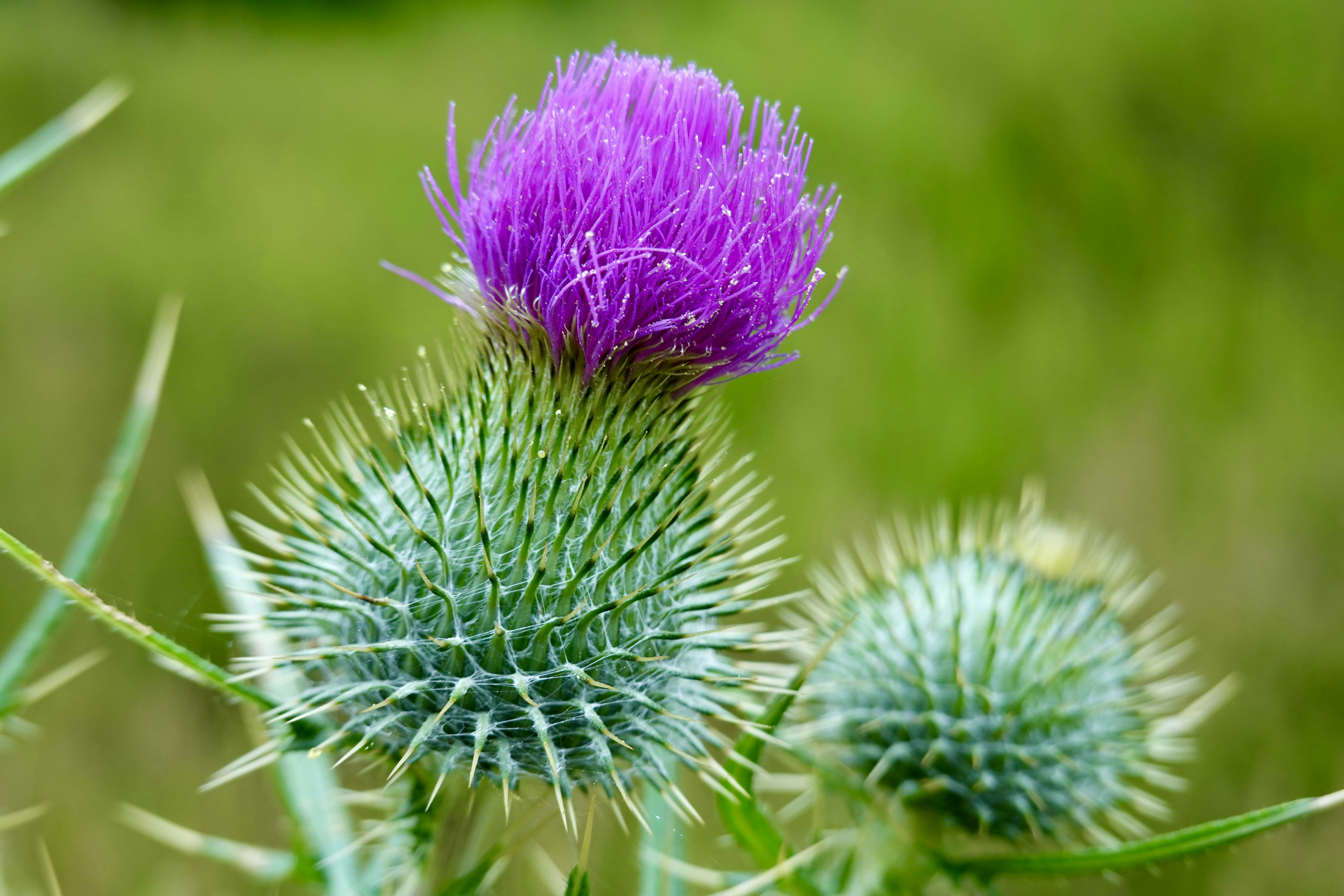 Fiore di cardo viola vibrante su uno sfondo verde.