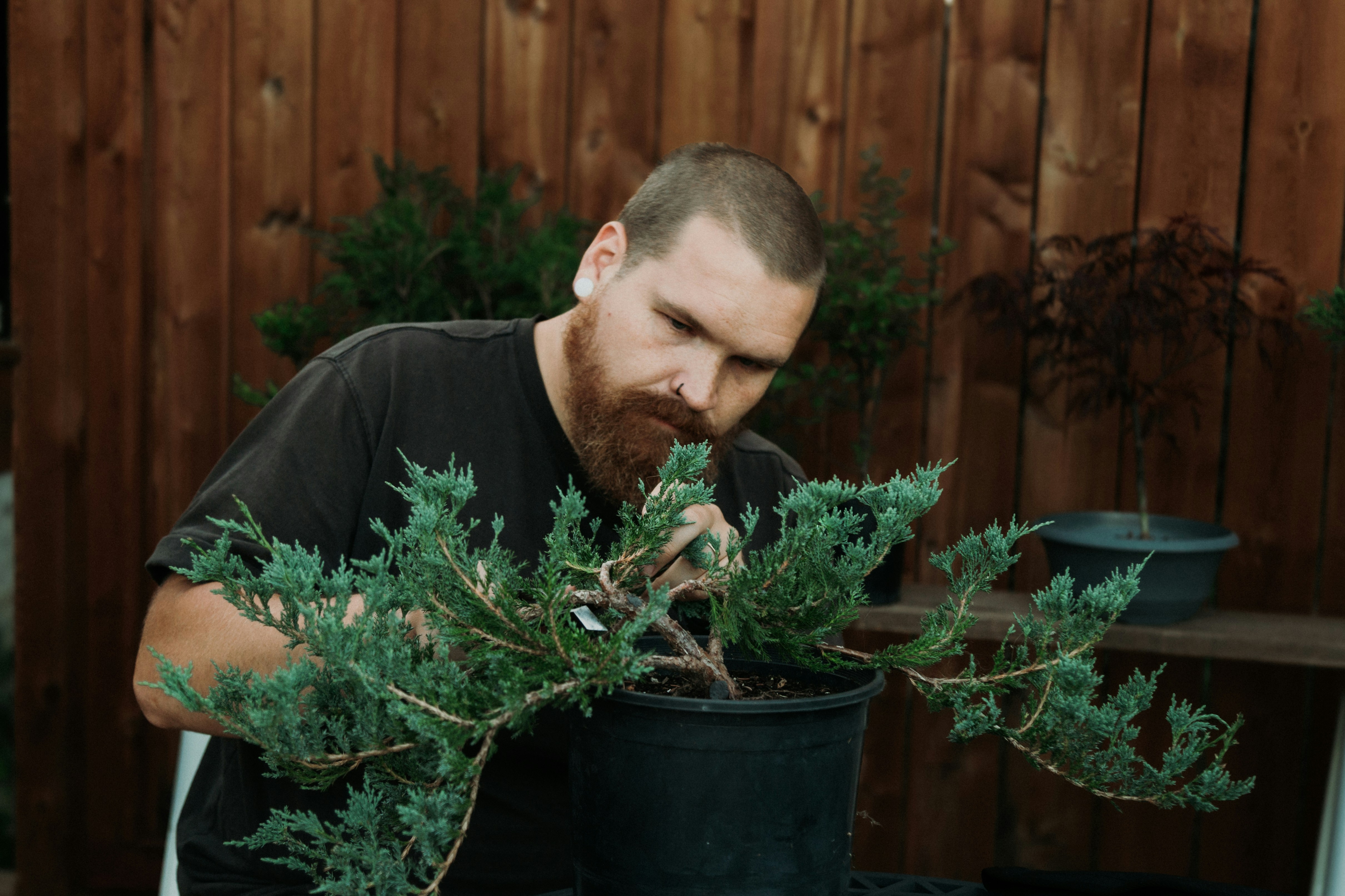 Bearded man carefully styling a bonsai tree