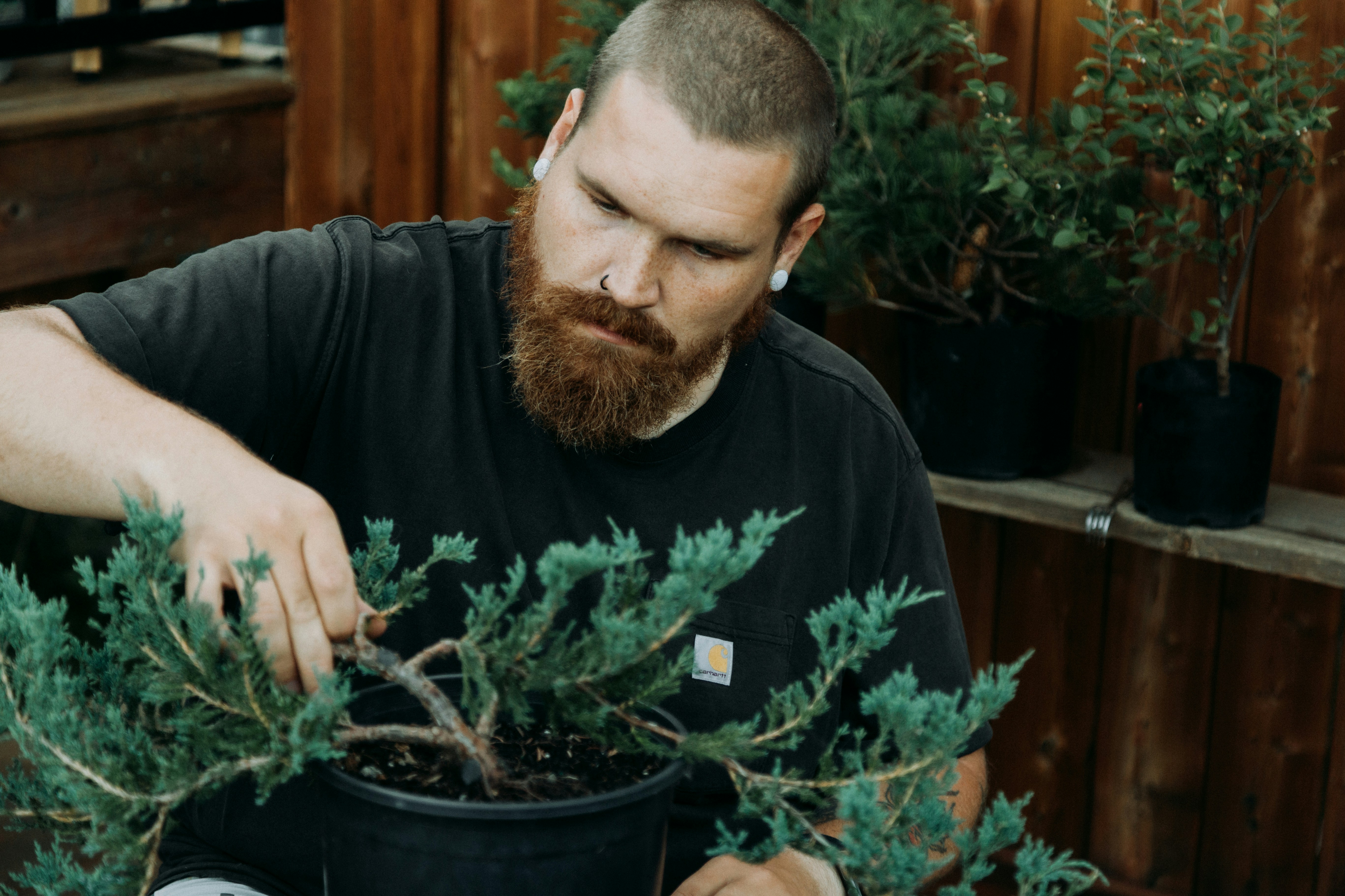 Bearded man trimming a bonsai tree