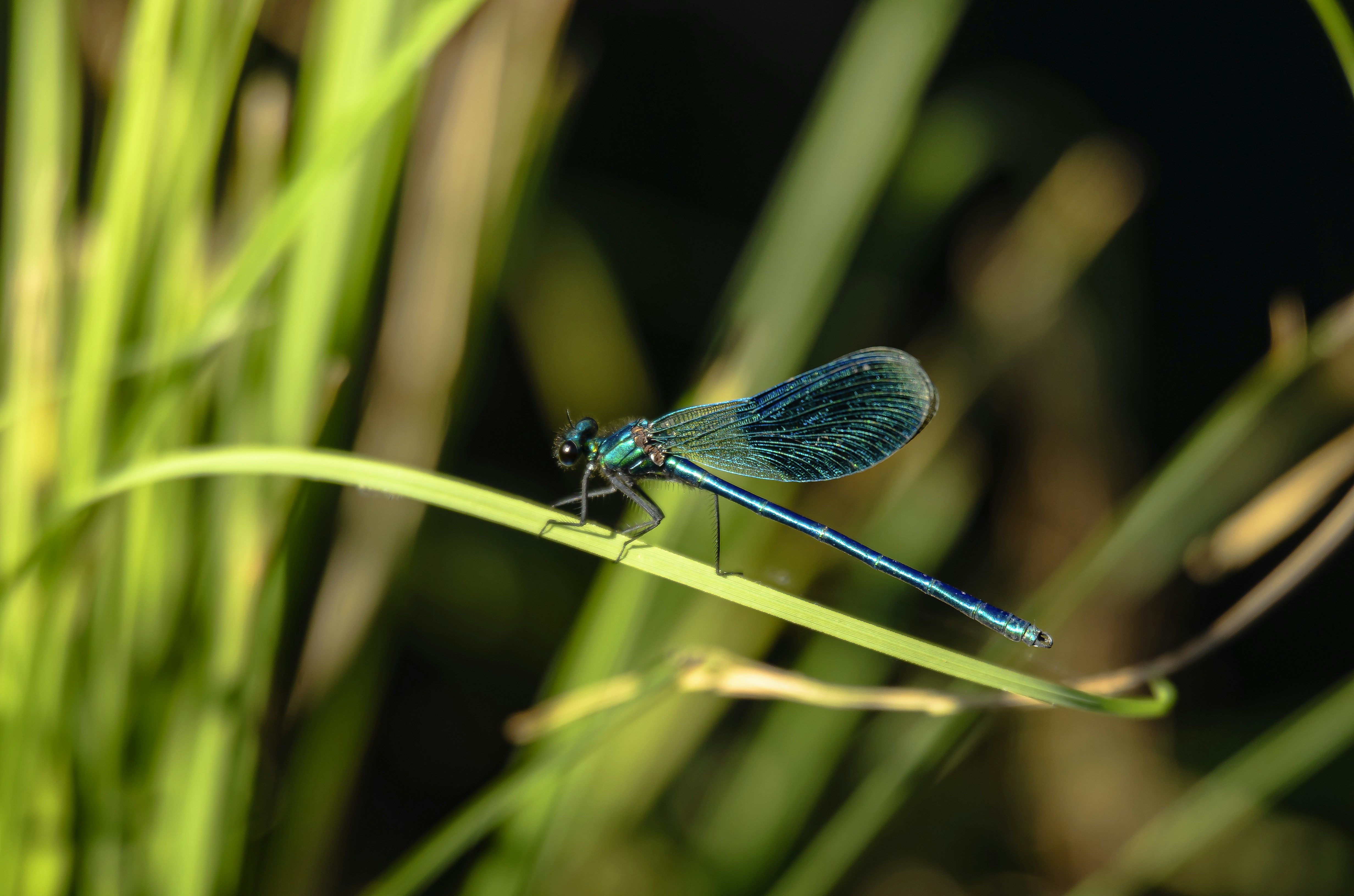 A blue-green damselfly rests on a blade of green grass.