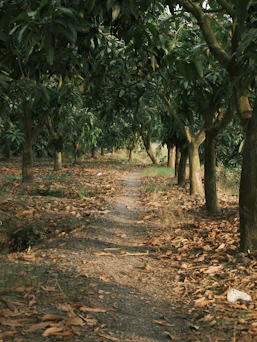 A narrow path winds through an orchard with fallen leaves.