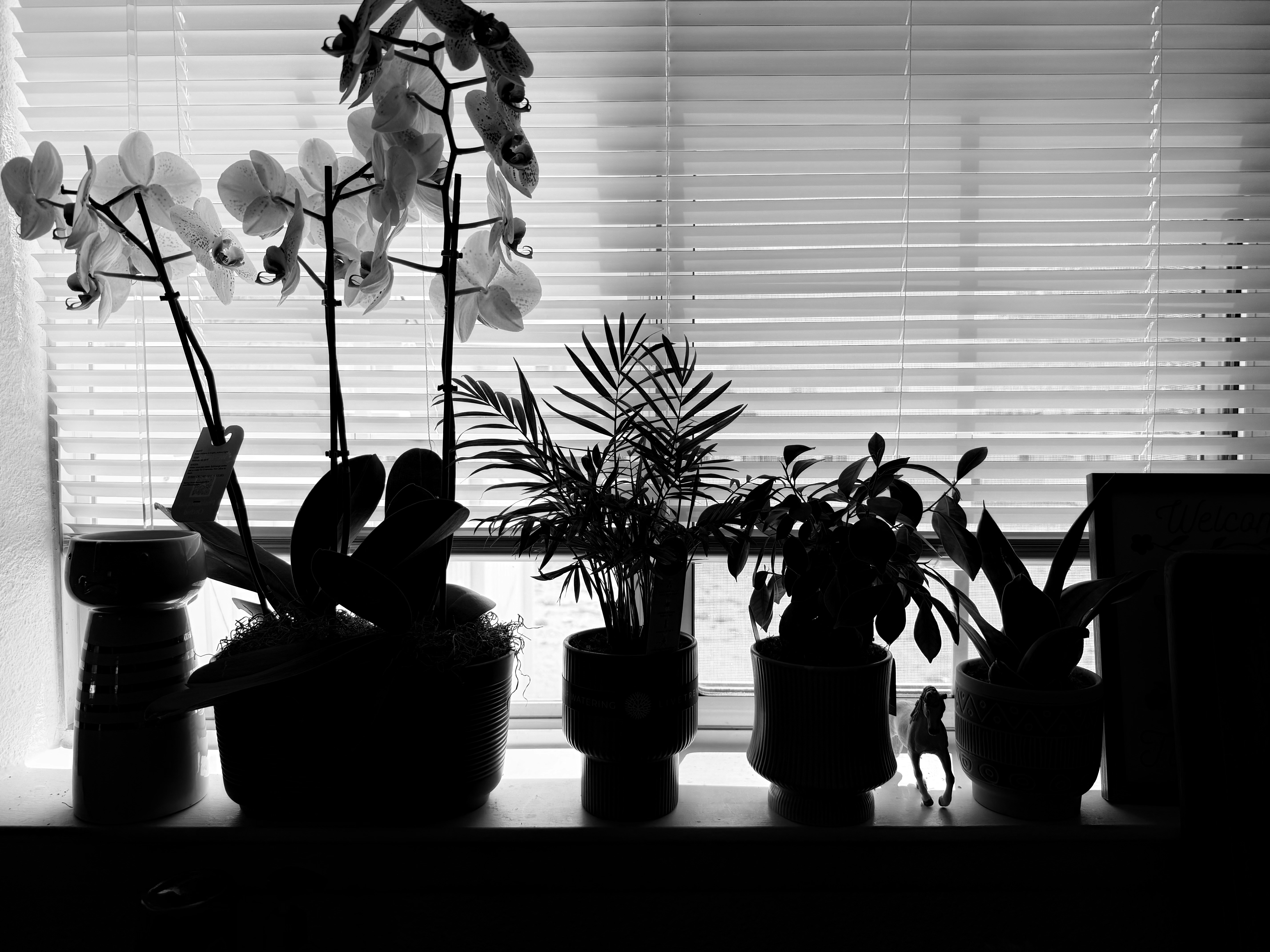Kräutertöpfe auf einer Fensterbank mit natürlichem Licht