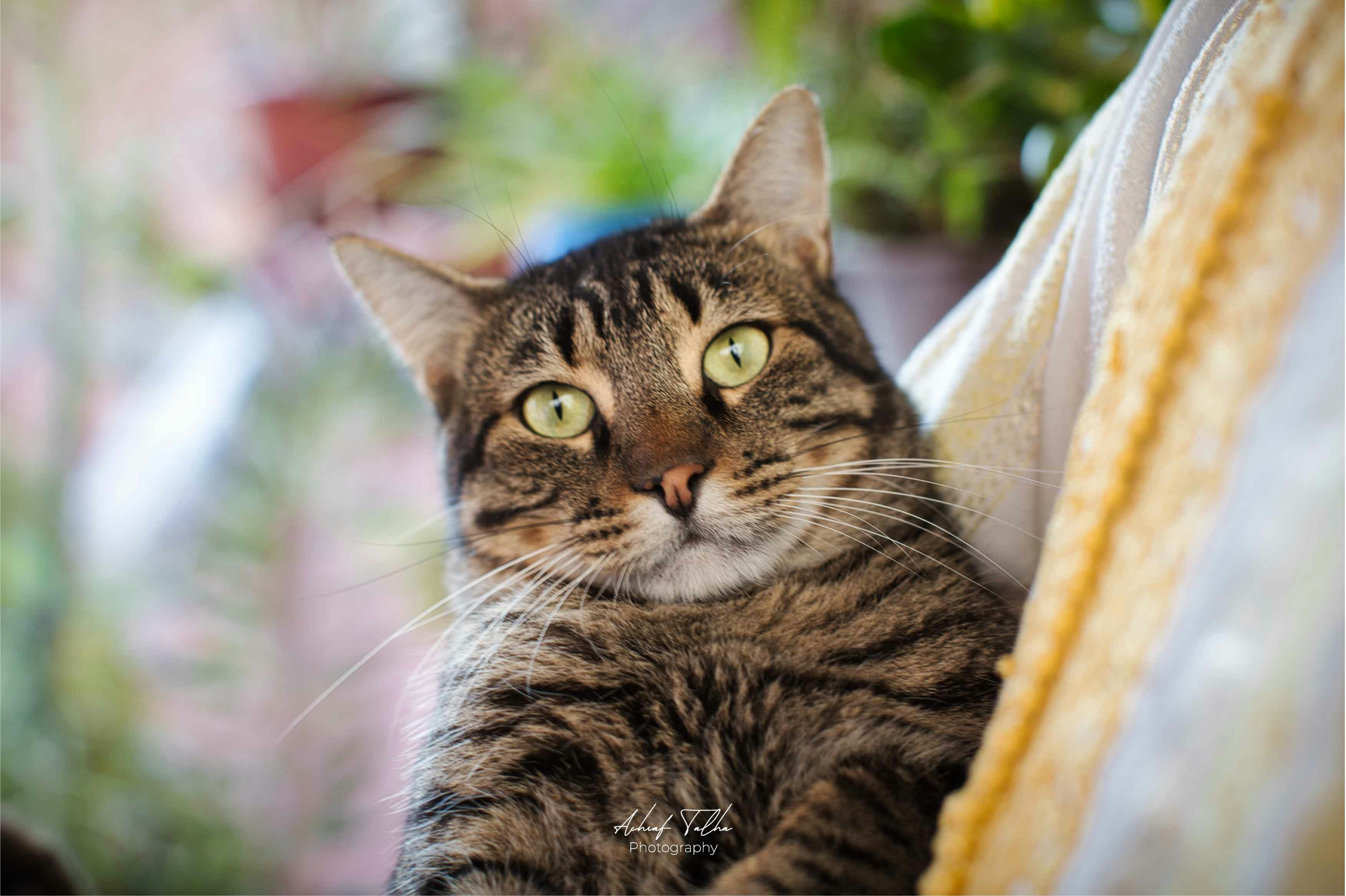 A tabby cat with bright green eyes gazes forward.