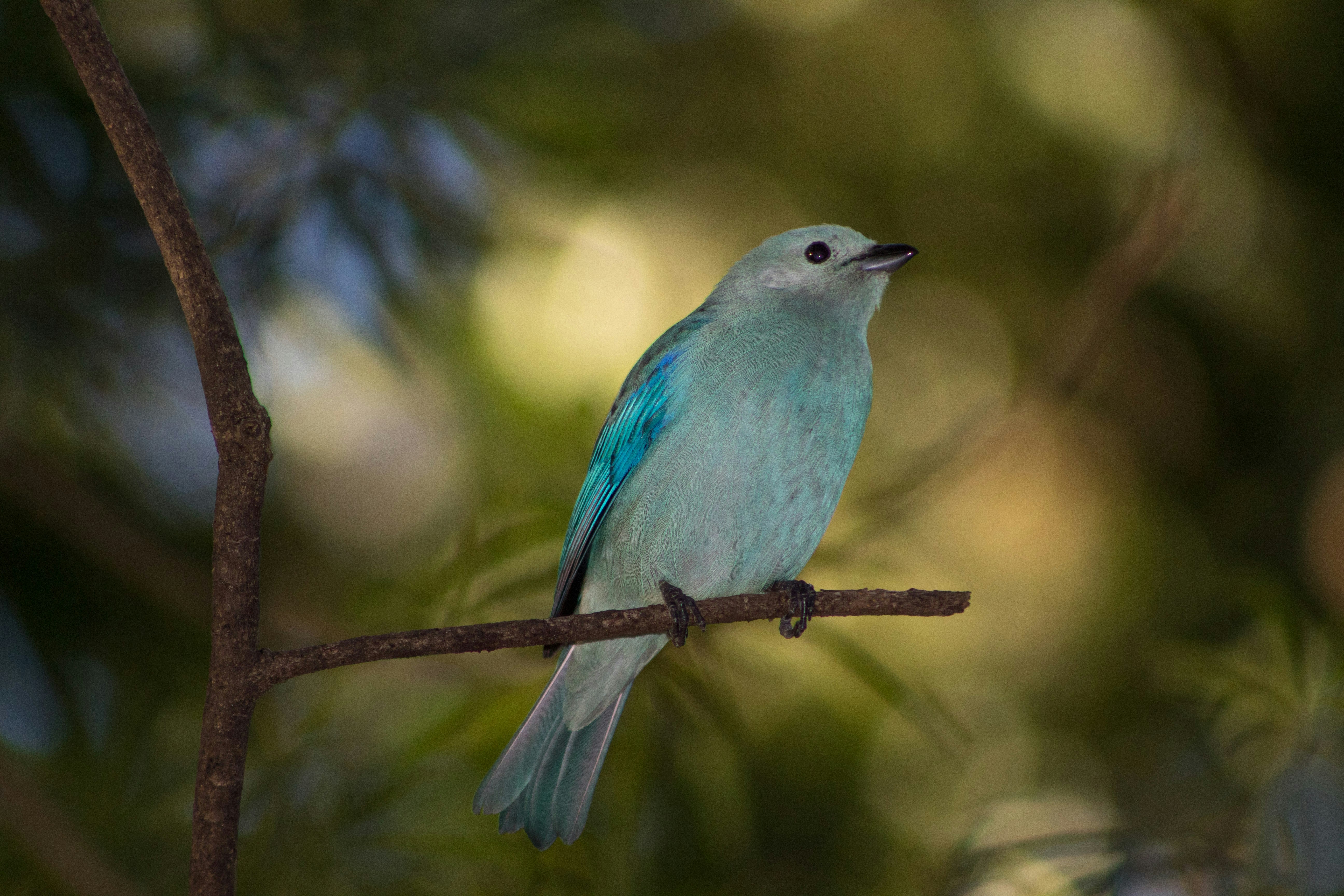 A light blue bird perches on a branch looking up