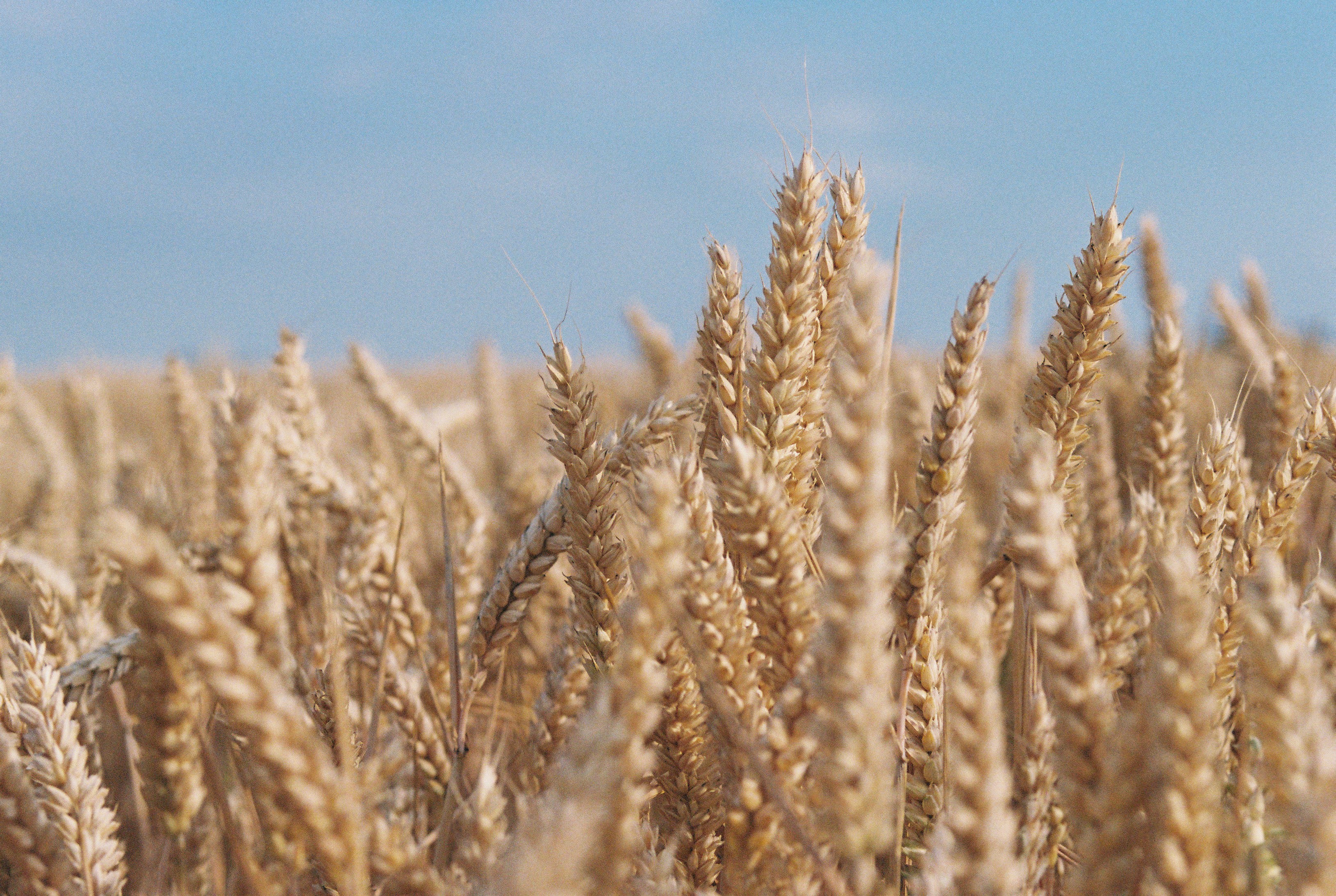 Detaillierte goldene Weizenkolben unter einem strahlend blauen Himmel