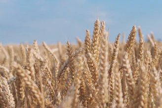 Detailed golden wheat ears under a bright blue sky