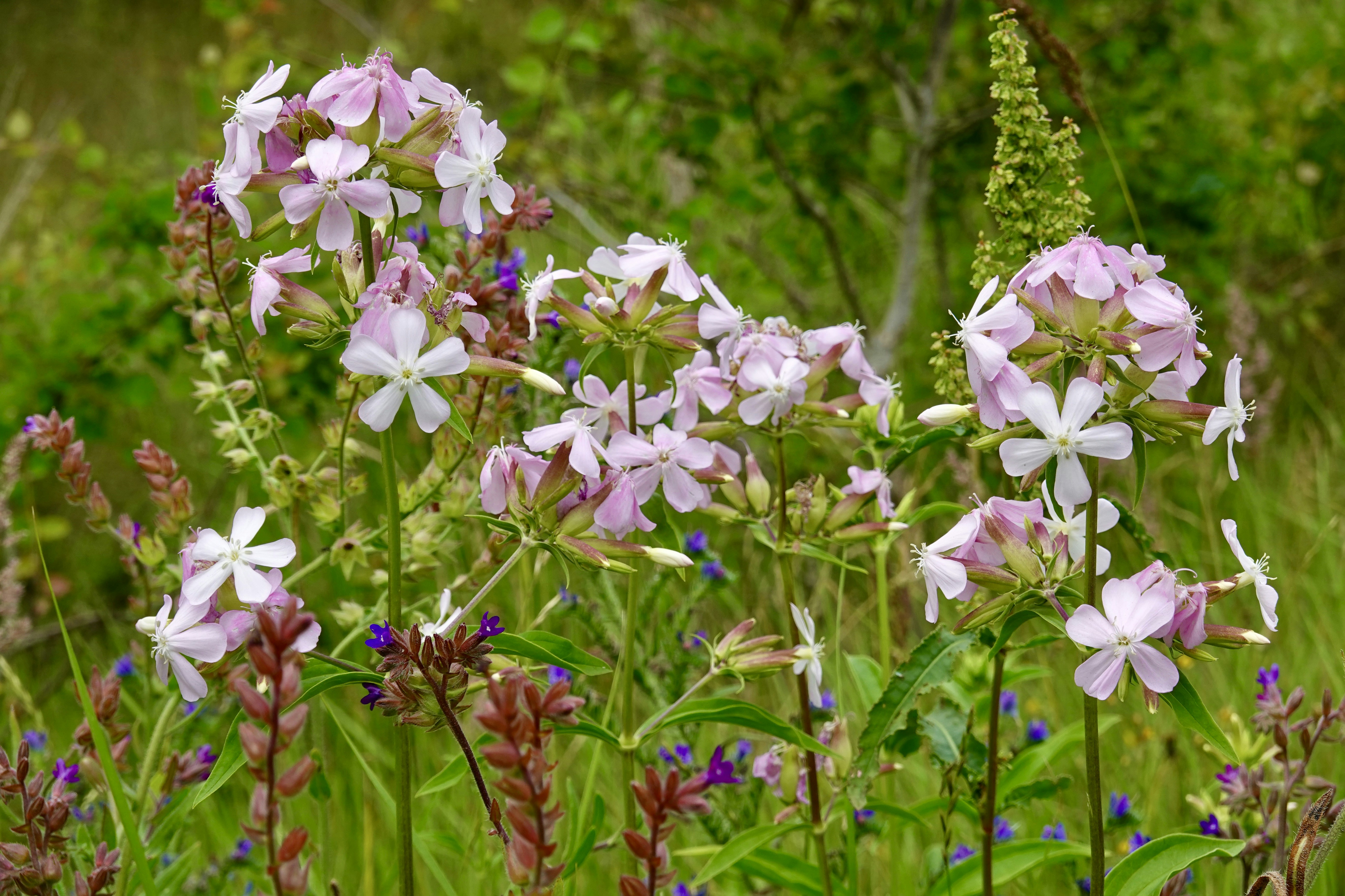 Fiori selvatici rosa chiaro che sbocciano in un campo verde vibrante.