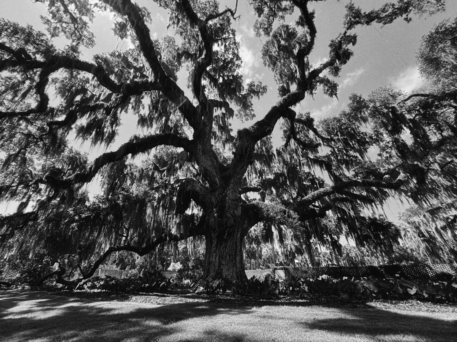 Large oak tree draped in Spanish moss