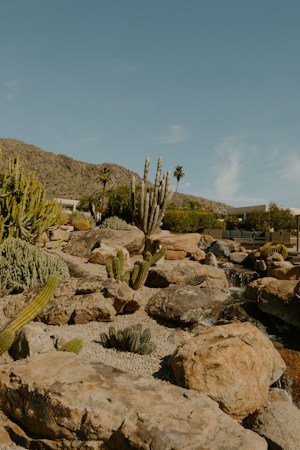 A rocky desert garden with cacti and distant mountains, an example of the water-smart landscaping that can replace HOA streetscape grass