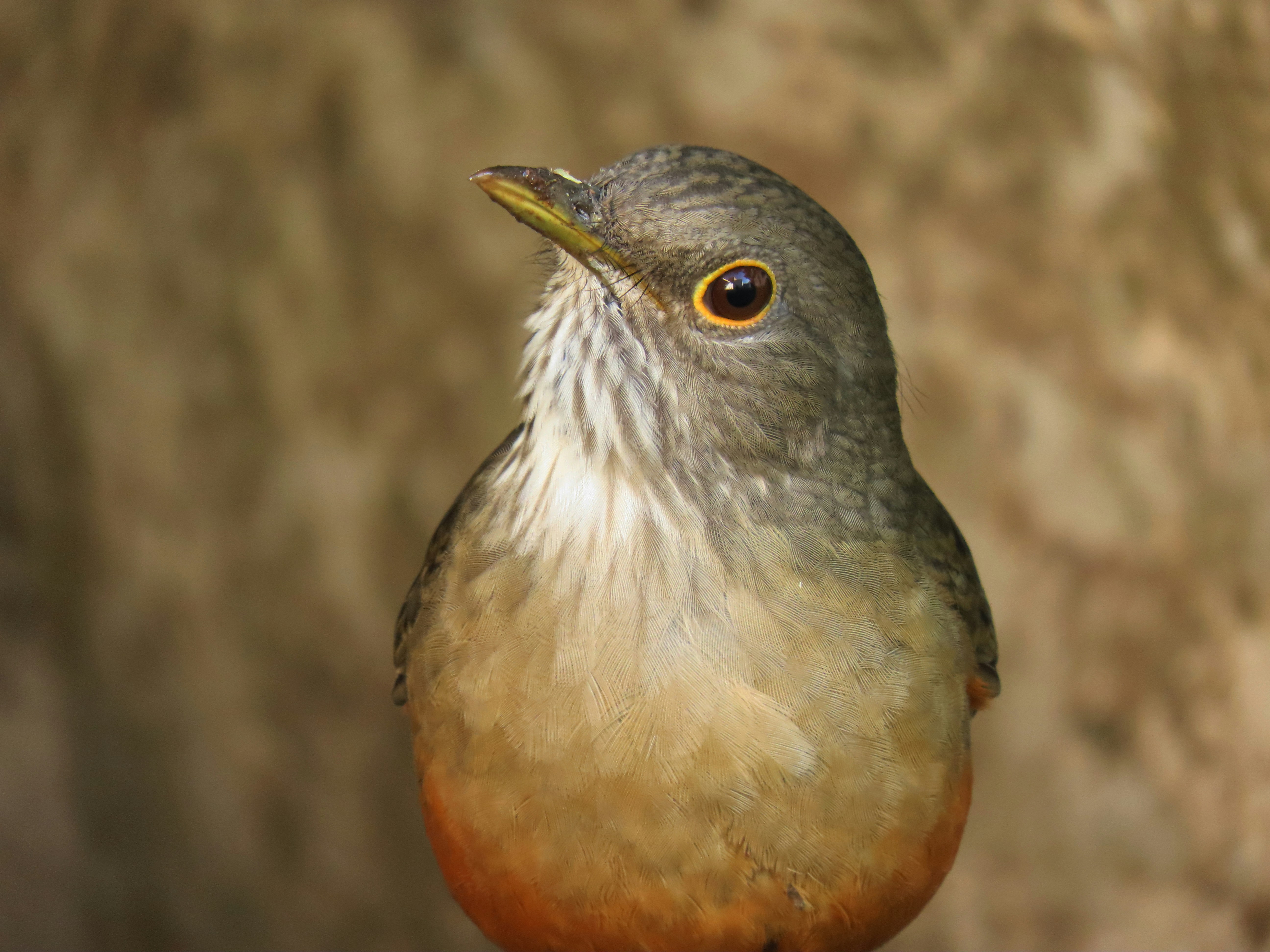A bird with a grey head and orange-brown chest.