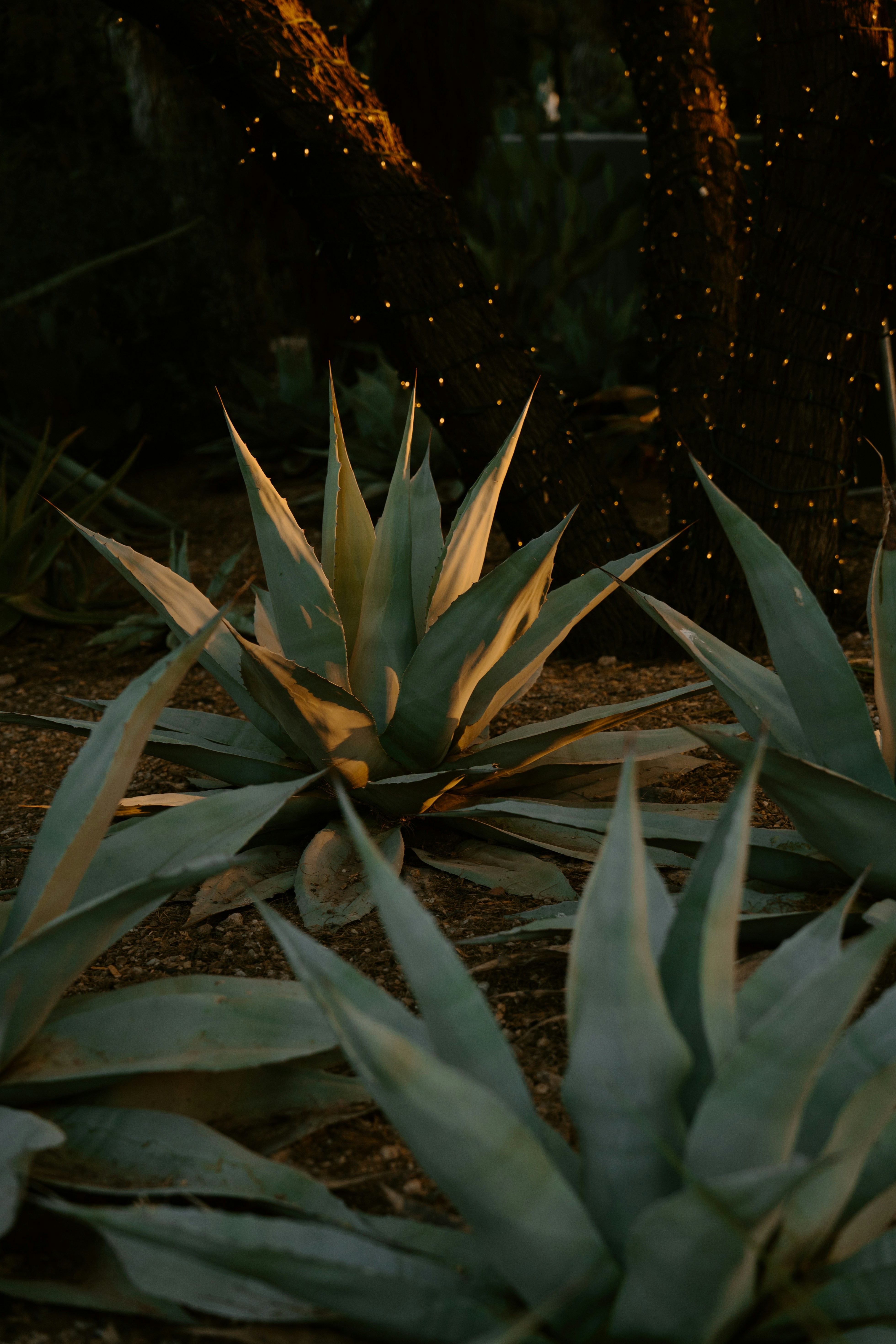 Agave plants in a desert garden lit low at night