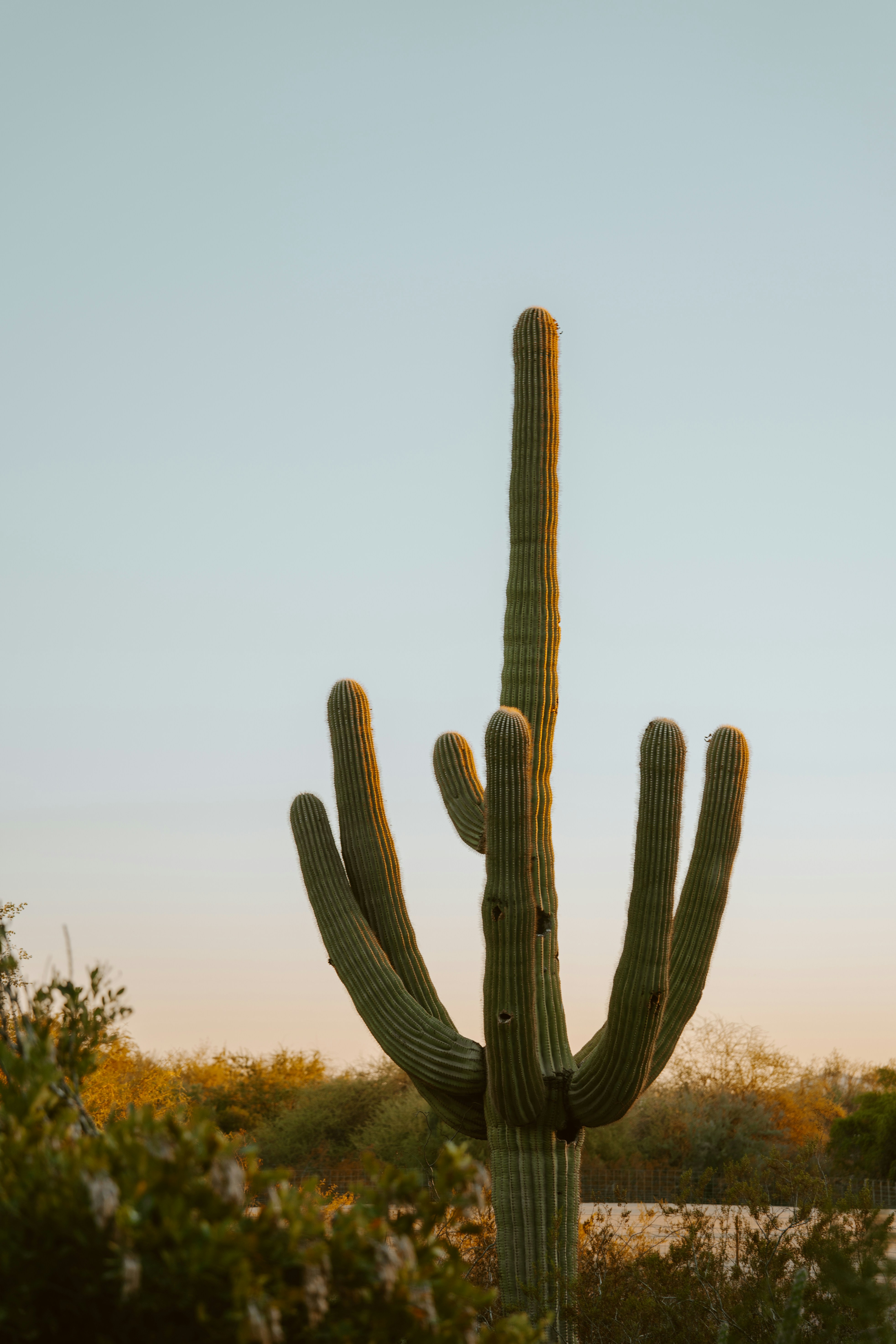 Kaktus saguaro yang megah di lanskap gurun saat matahari terbenam