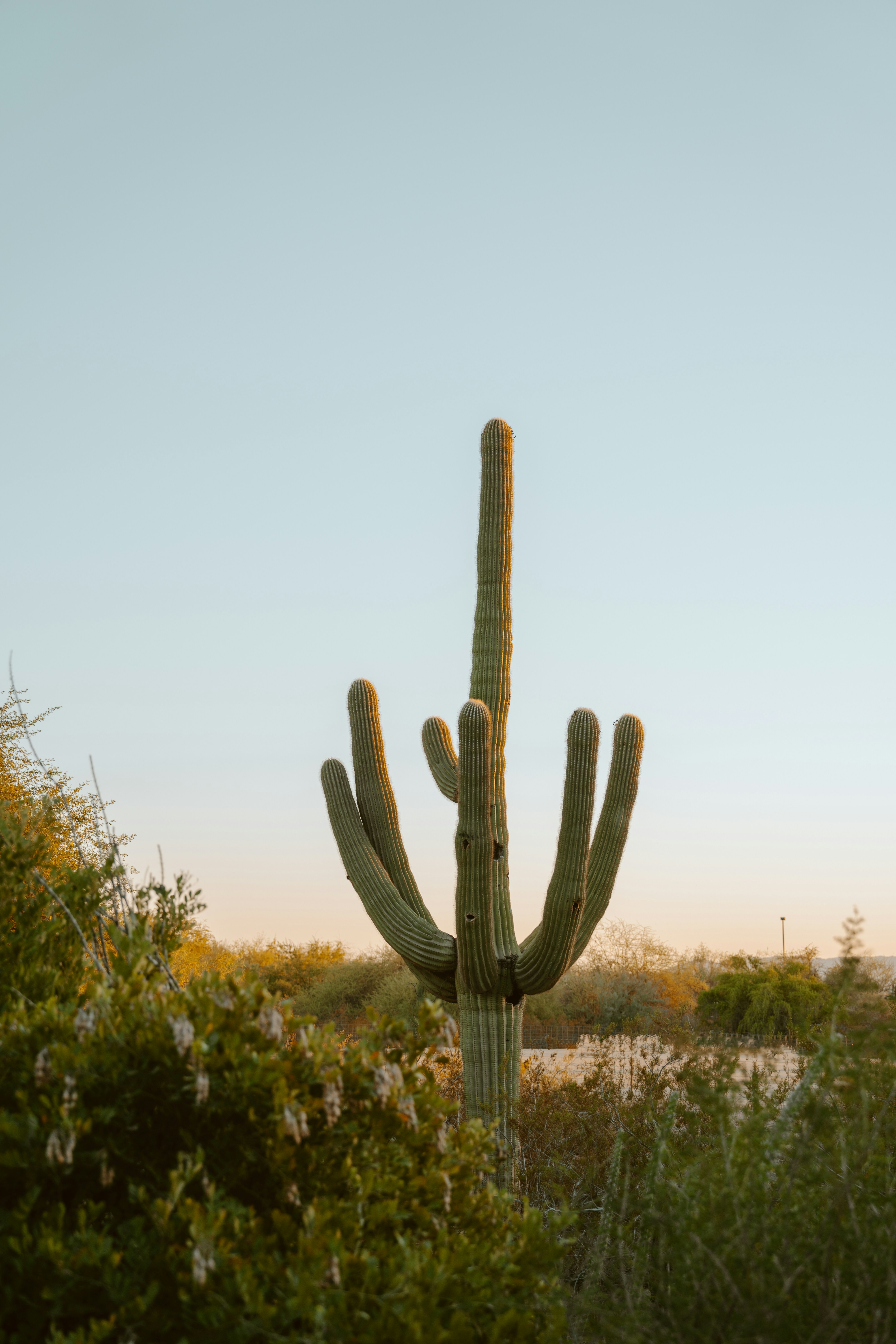 Kaktus saguaro berdiri tegak di lanskap gurun