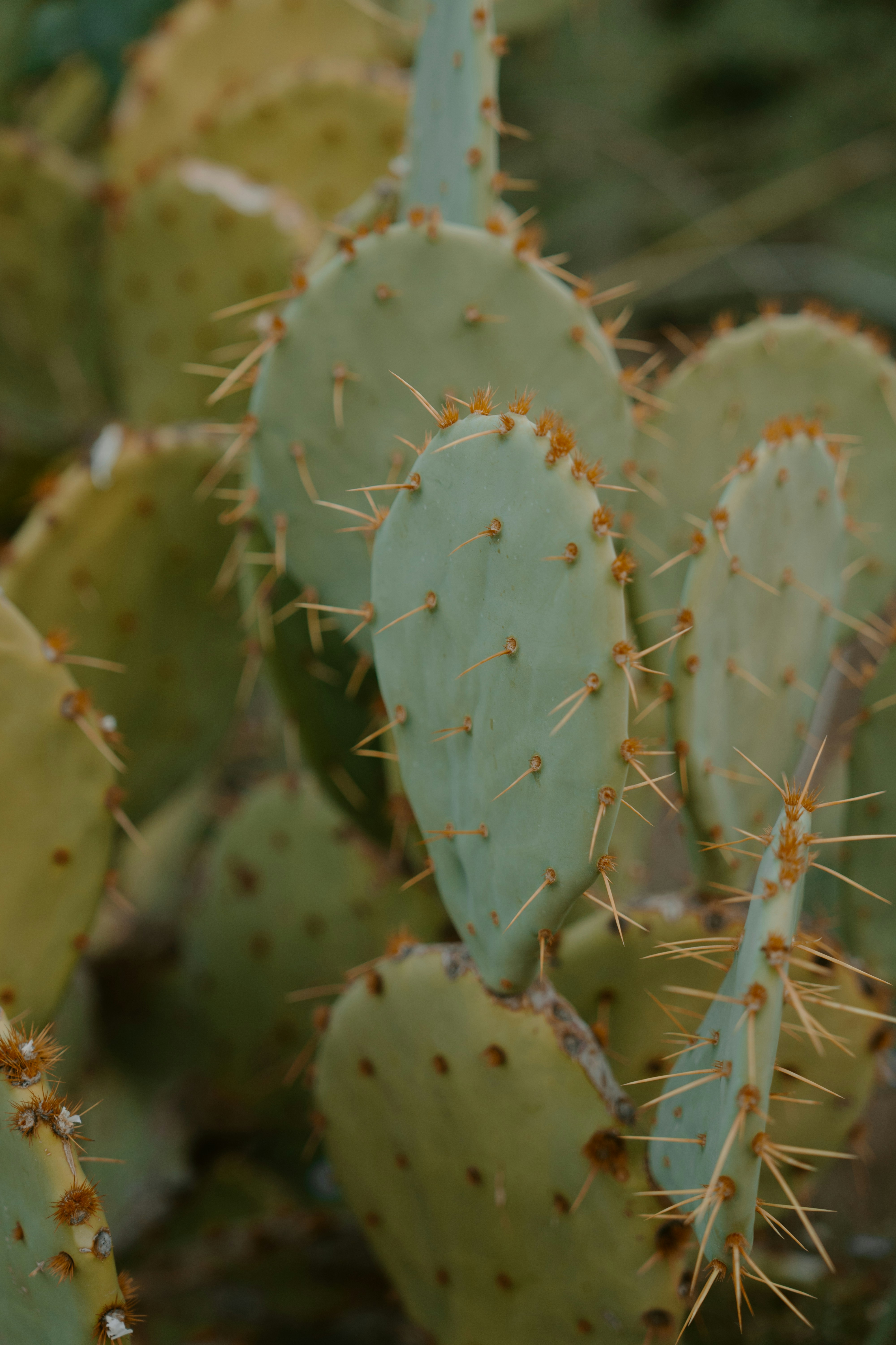 A close-up of a prickly pear cactus with sharp spines