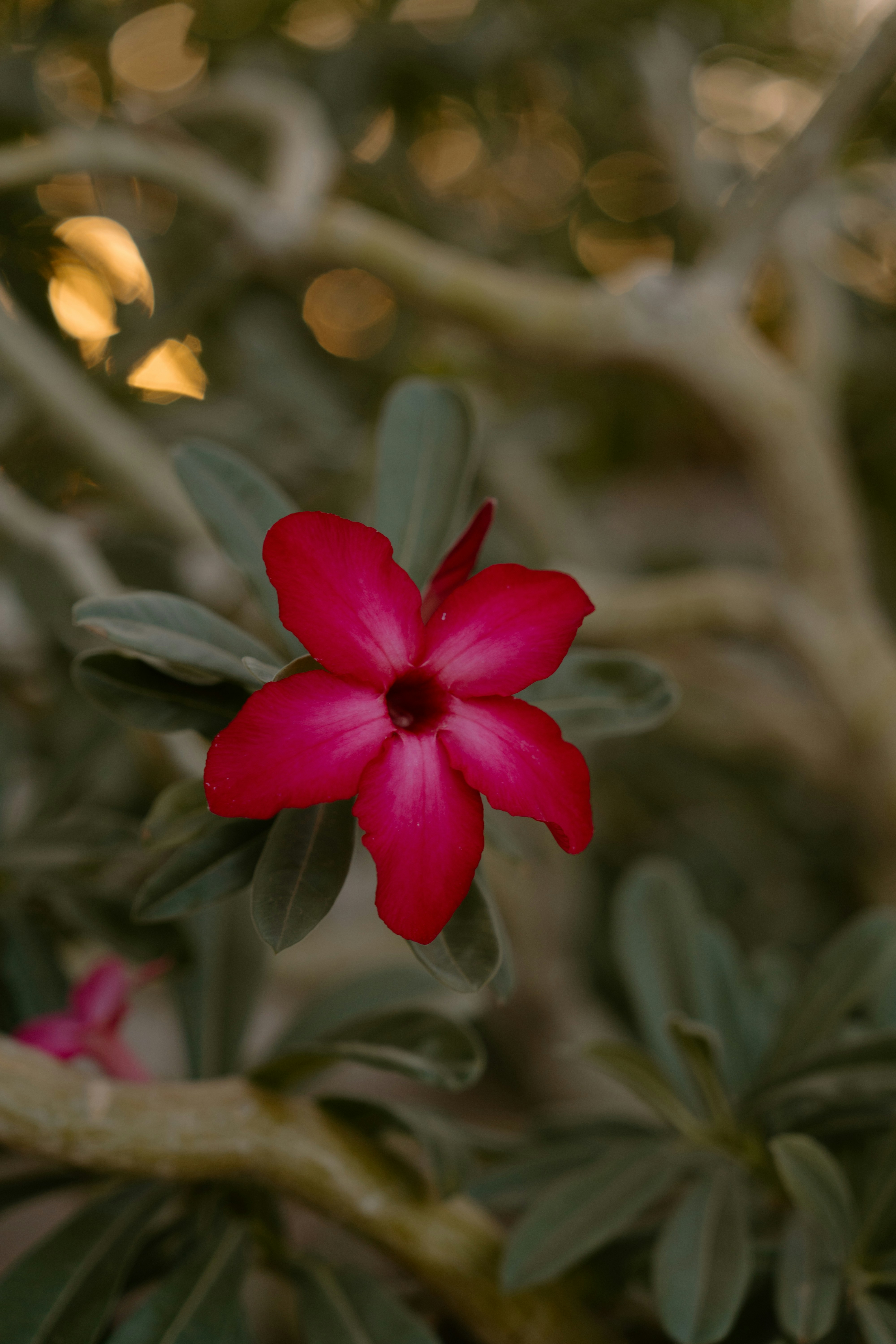 A beautiful pink desert rose flower with green leaves
