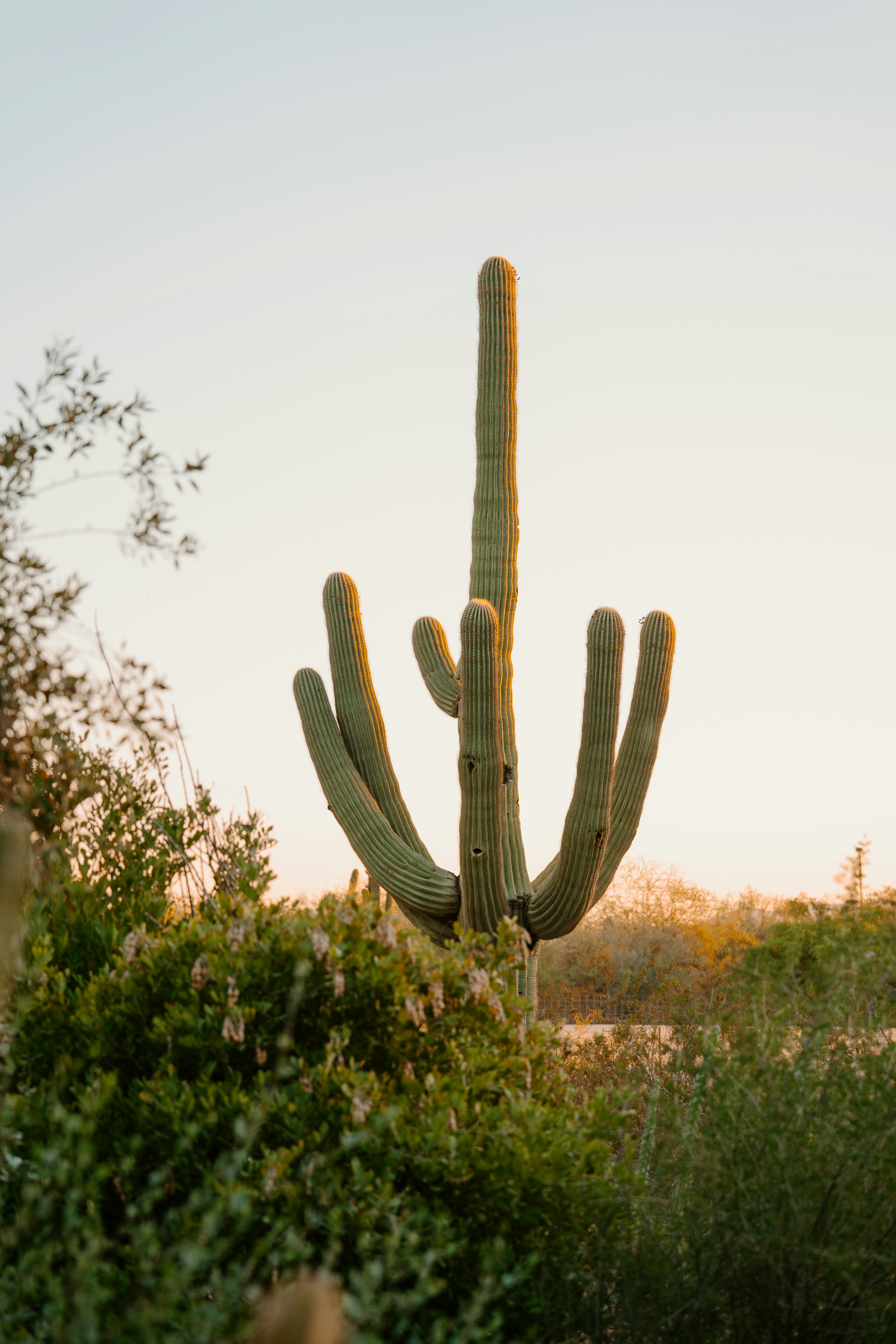 A tall saguaro cactus stands against a soft sunset sky - Free Photo on ...