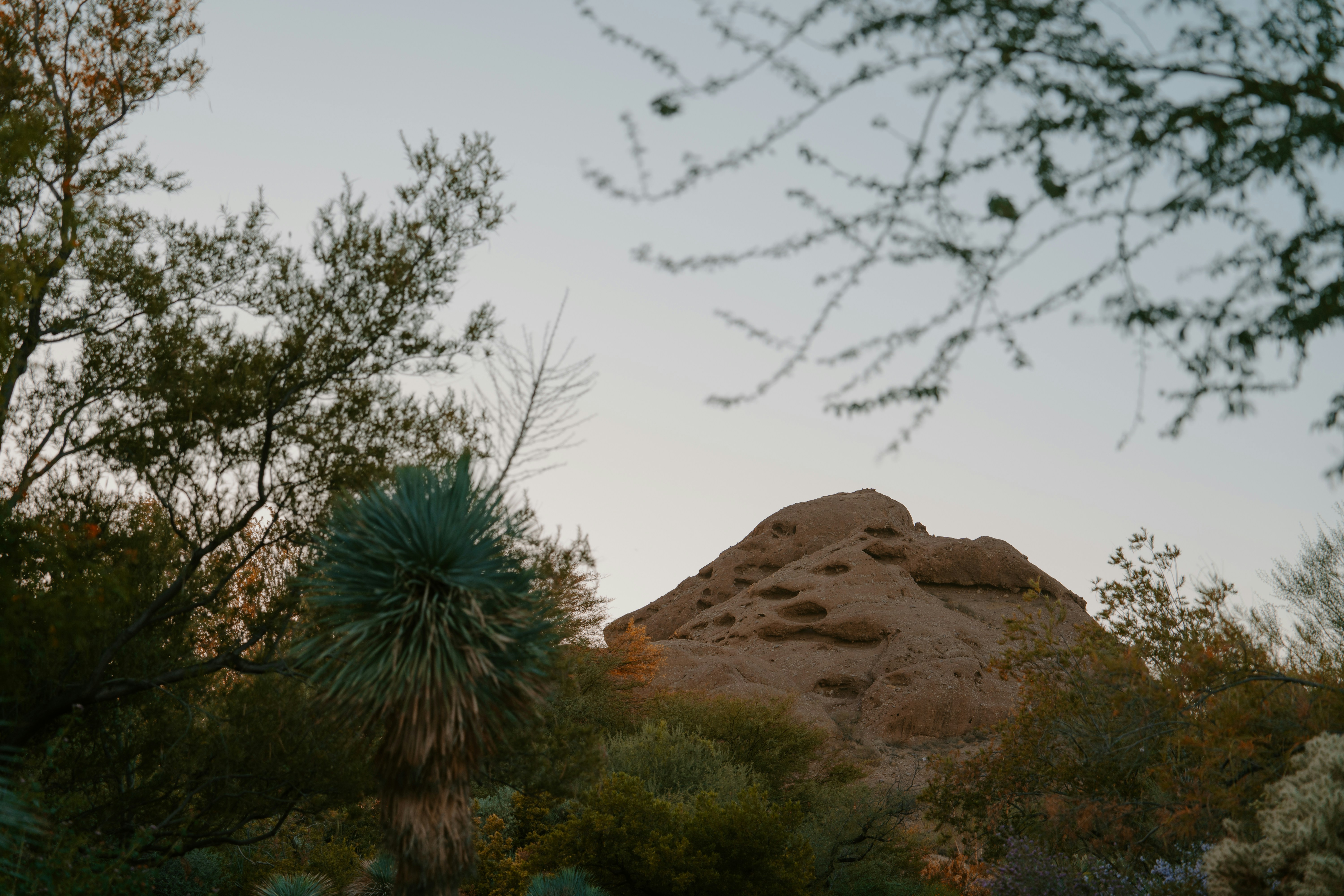 Phoenix