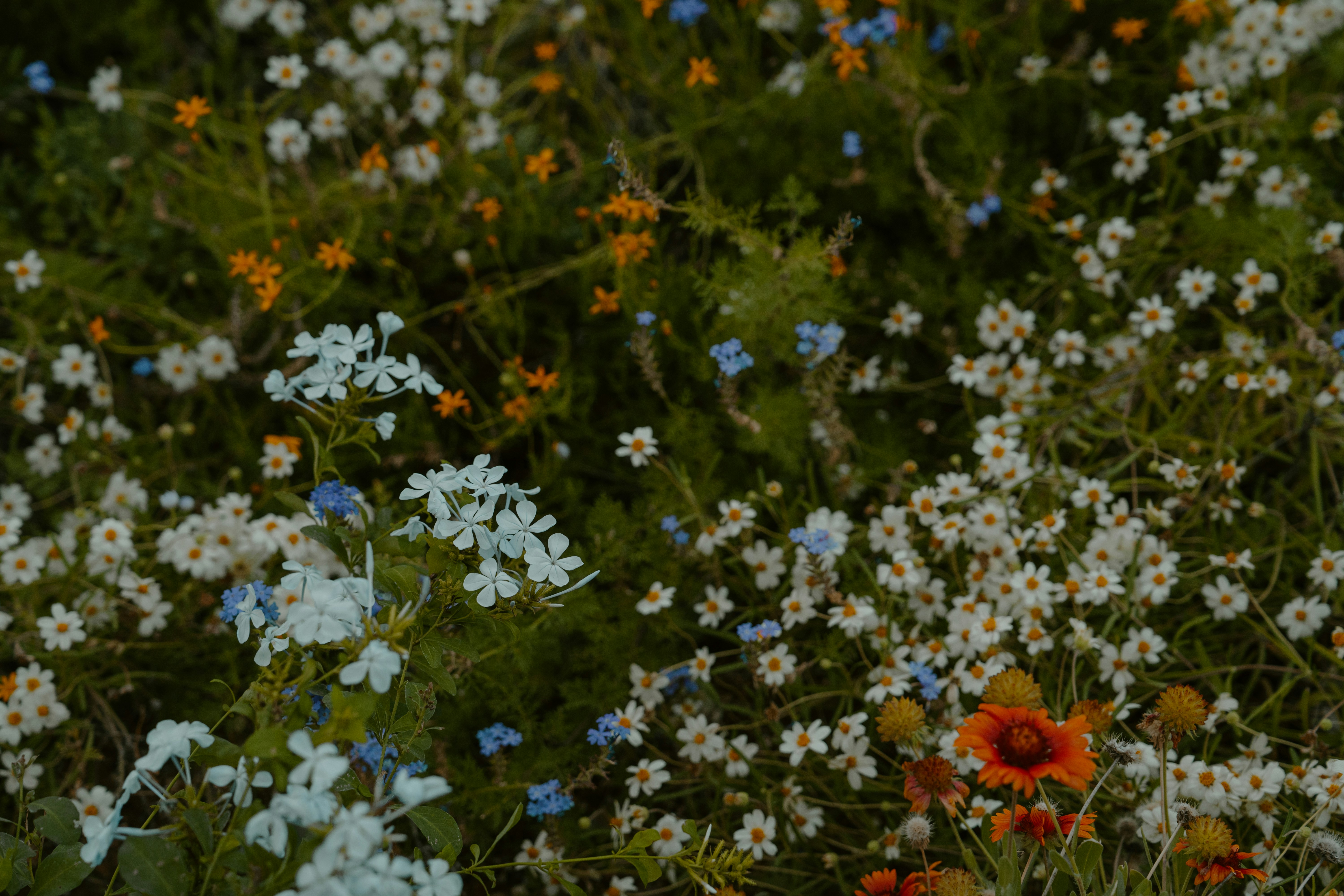 A vibrant field of white, blue, and orange wildflowers