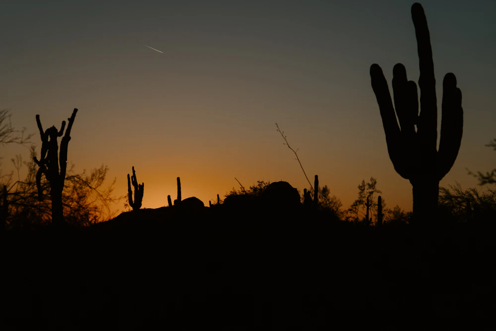 Saguaro cacti against an Arizona desert sunset