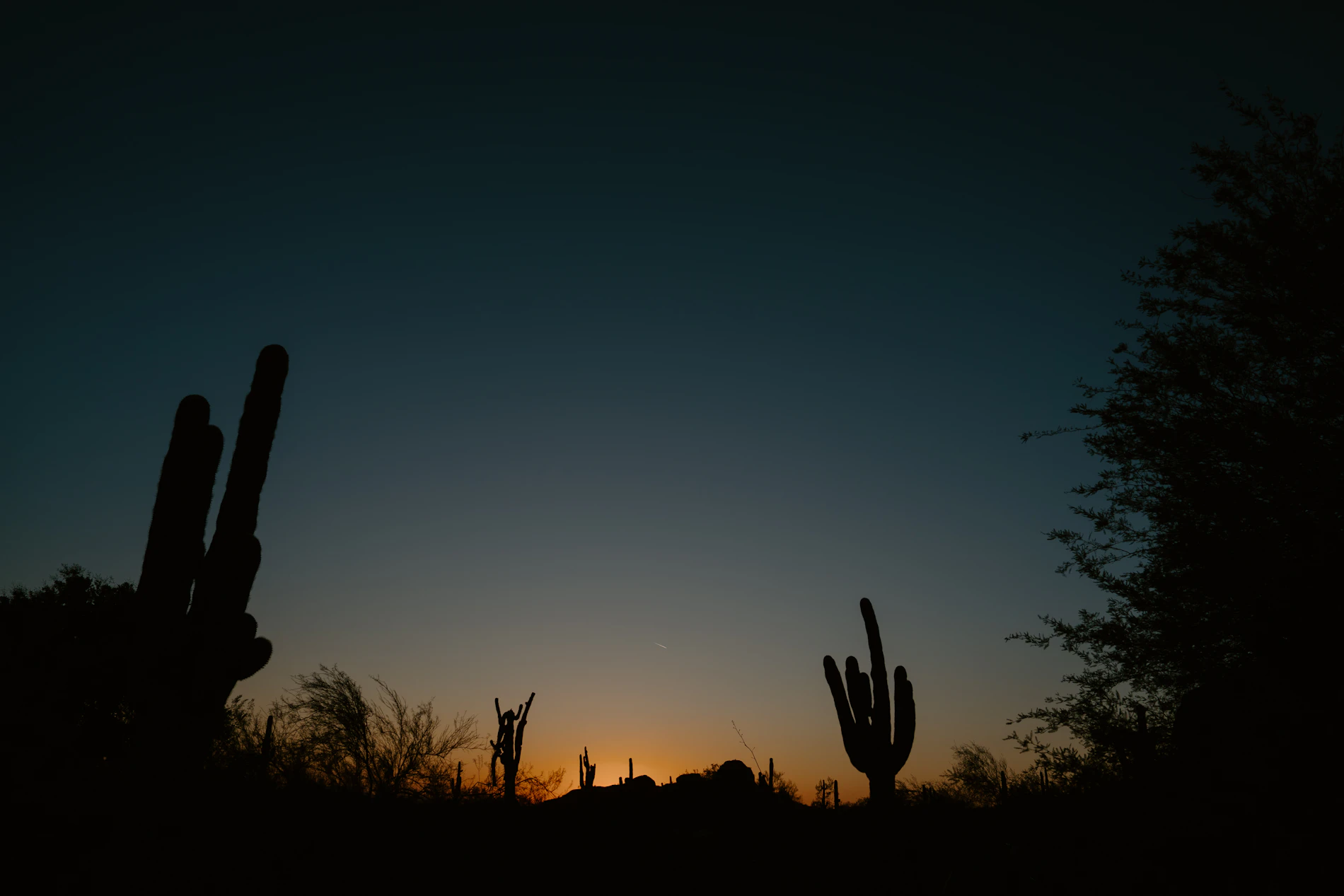 Saguaro cactus silhouettes at sunset in the Sonoran Desert