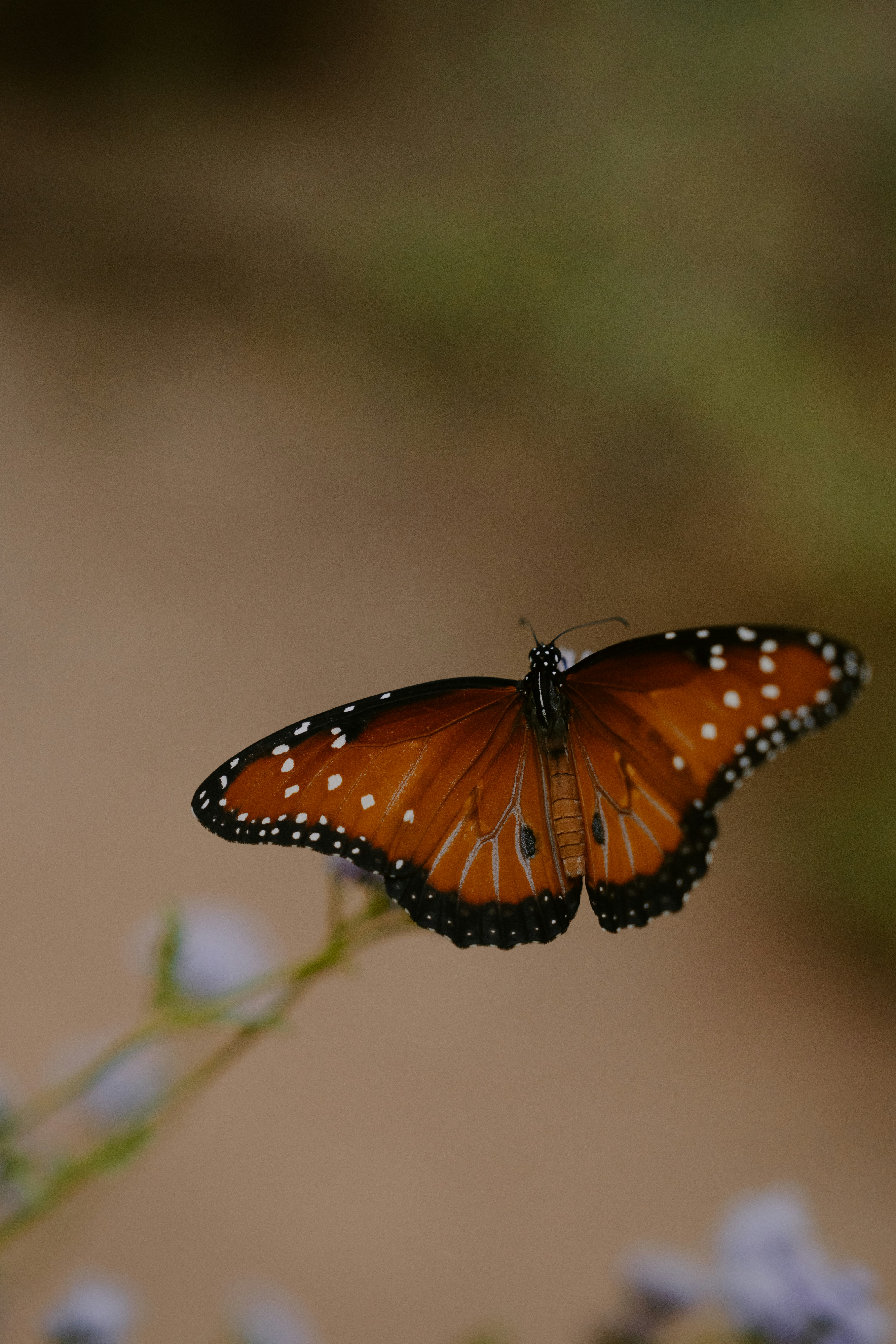 Orange butterfly with white spots resting on a plant