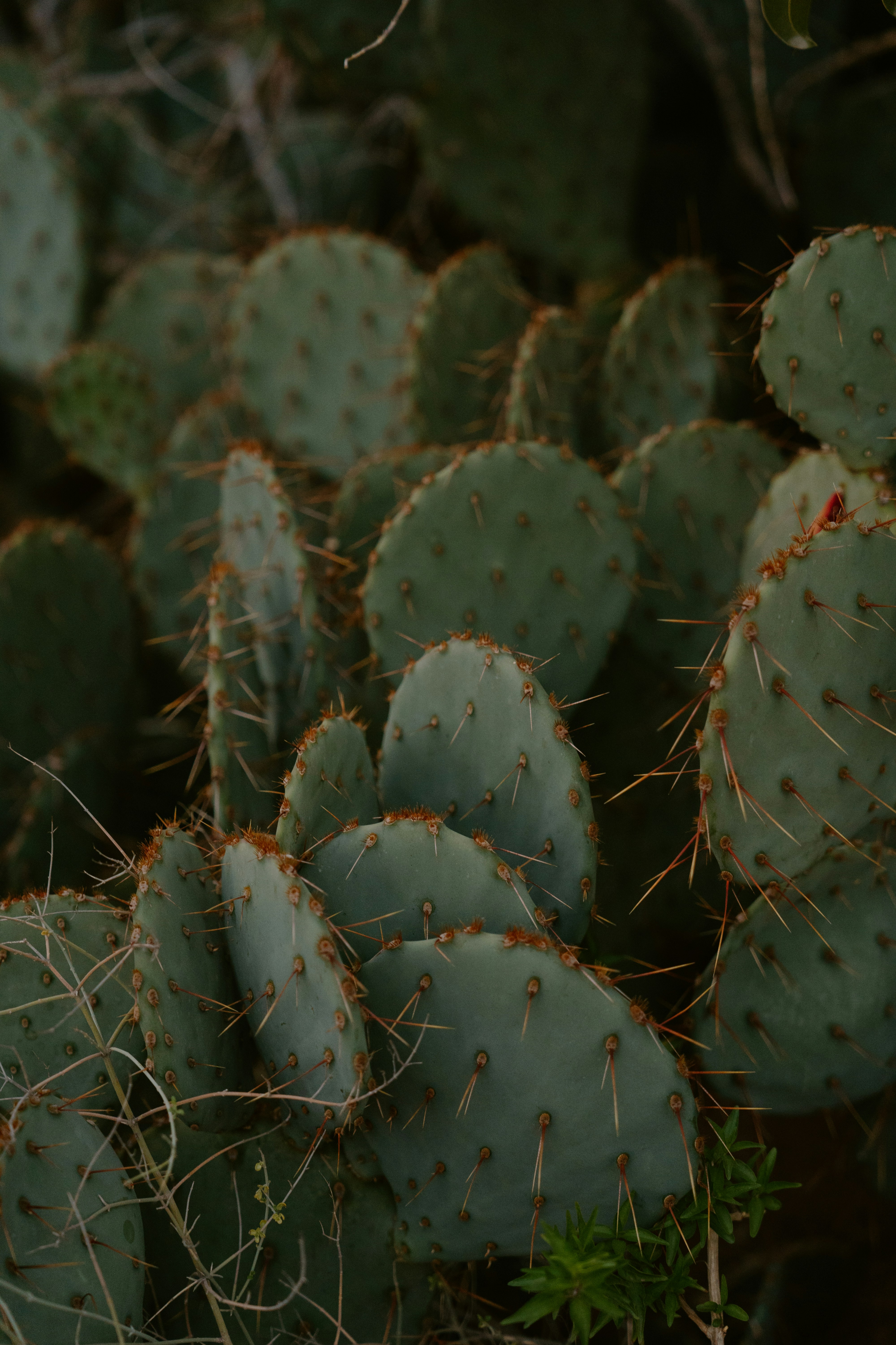 Green prickly pear cactus pads with sharp spines.