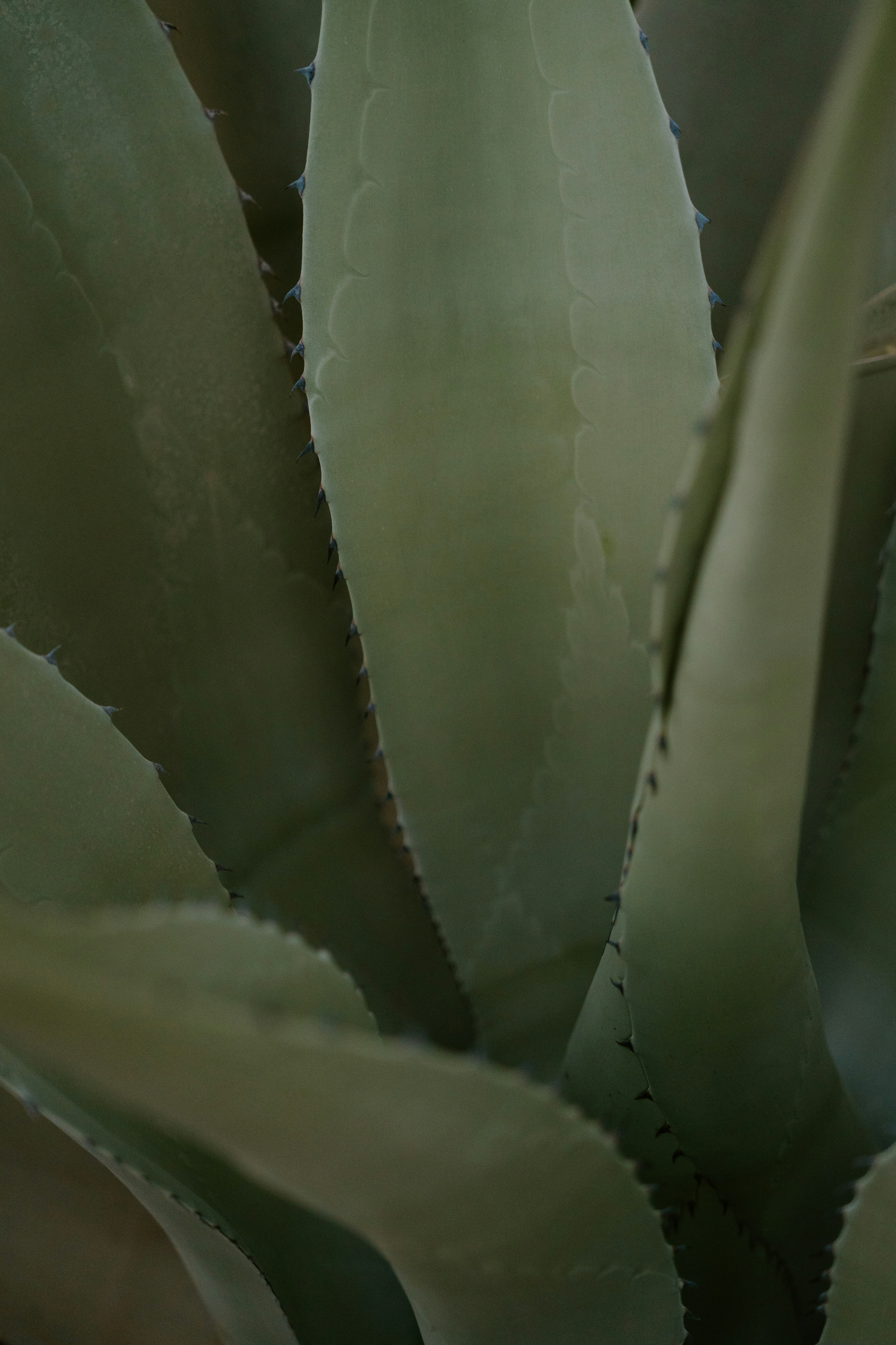 Primo piano delle foglie verdi di agave con bordi seghettati
