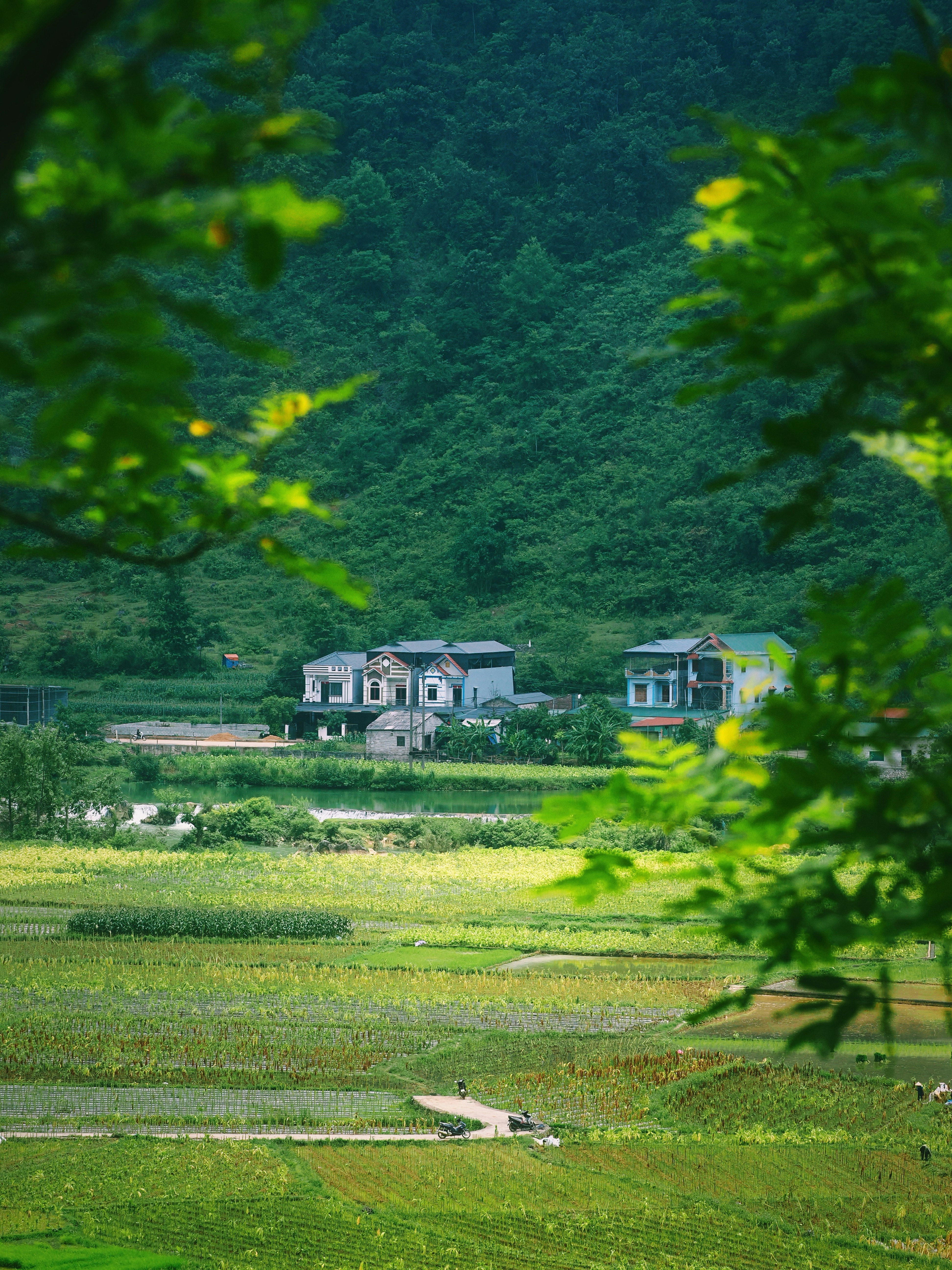 Lush green rural landscape with houses and distant mountains.