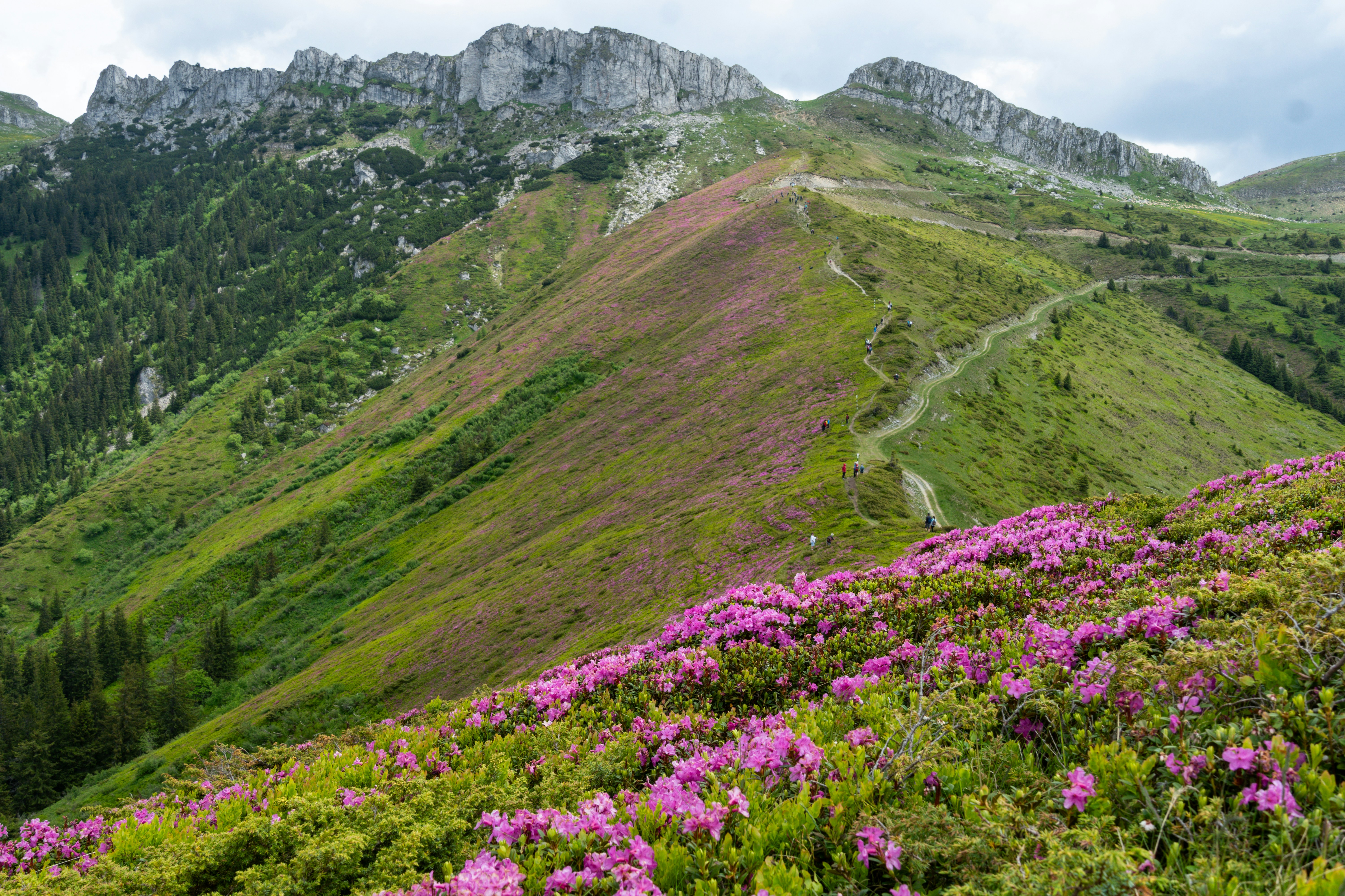 I rododendri rosa fioriscono su pendii montuosi verdi con cime rocciose.