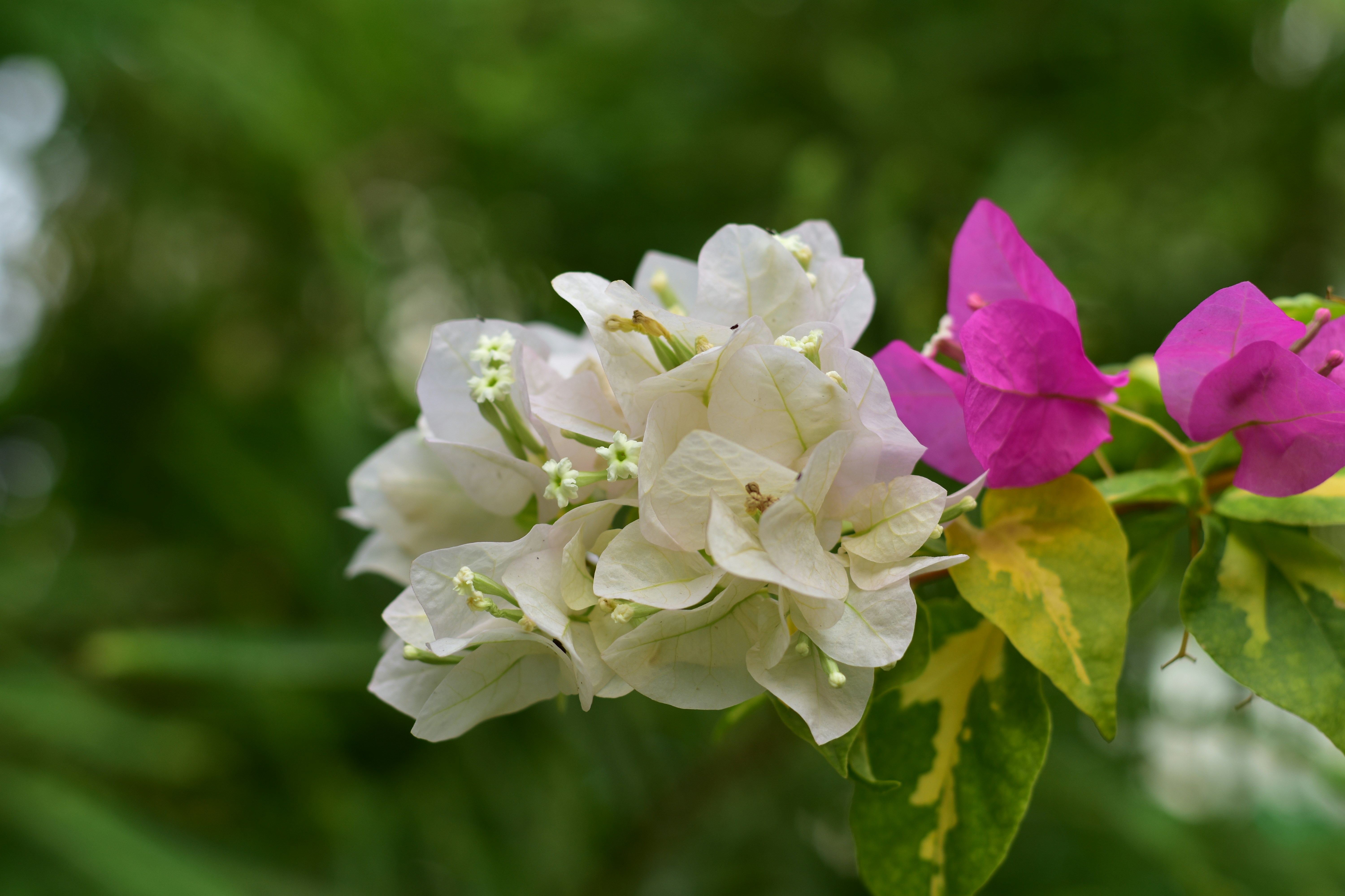 Flores blancas y rosas de buganvilla con hojas verdes