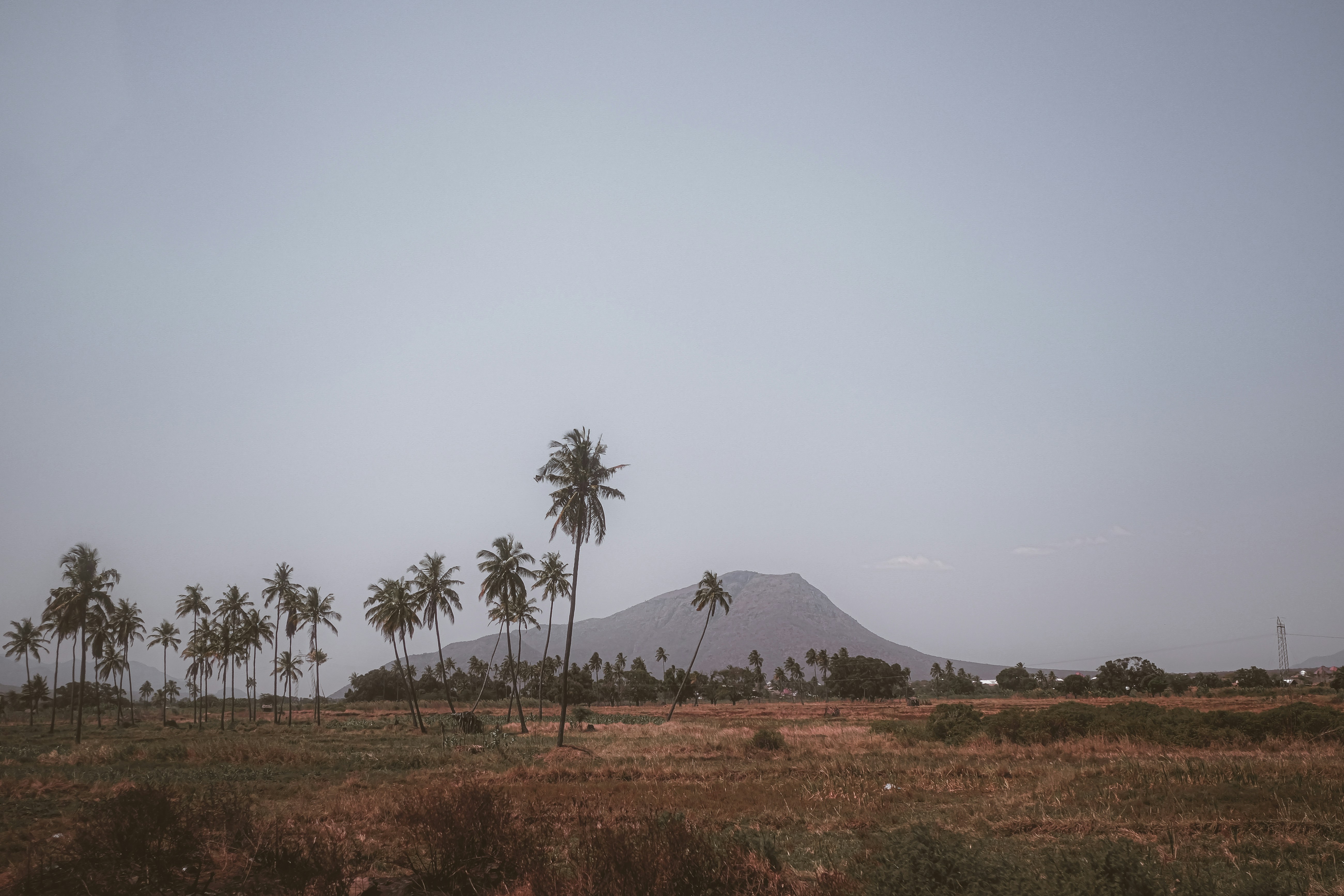Tropical landscape with palm trees, field, and distant mountain.