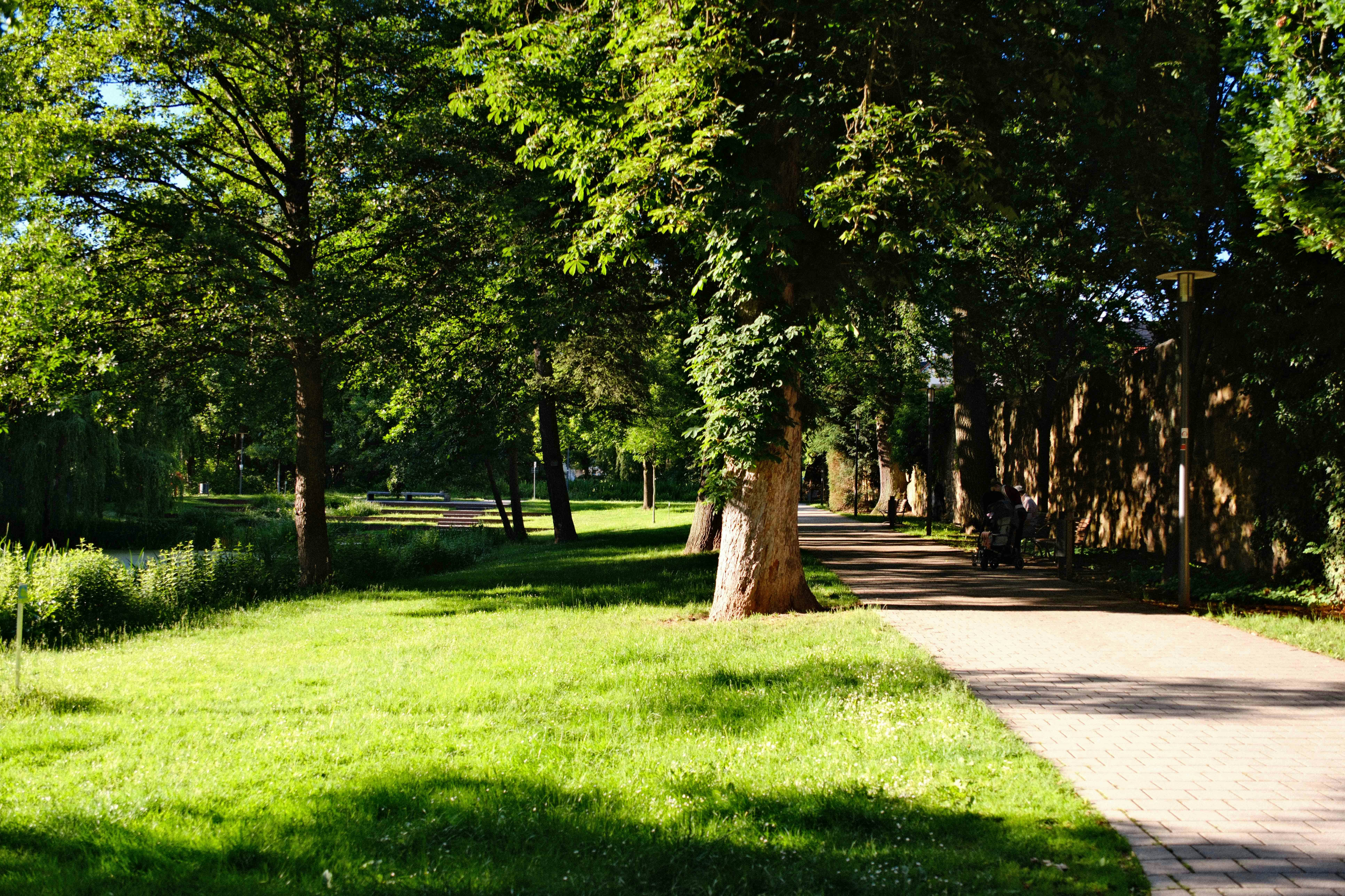 Sunny park path bordered by green grass
