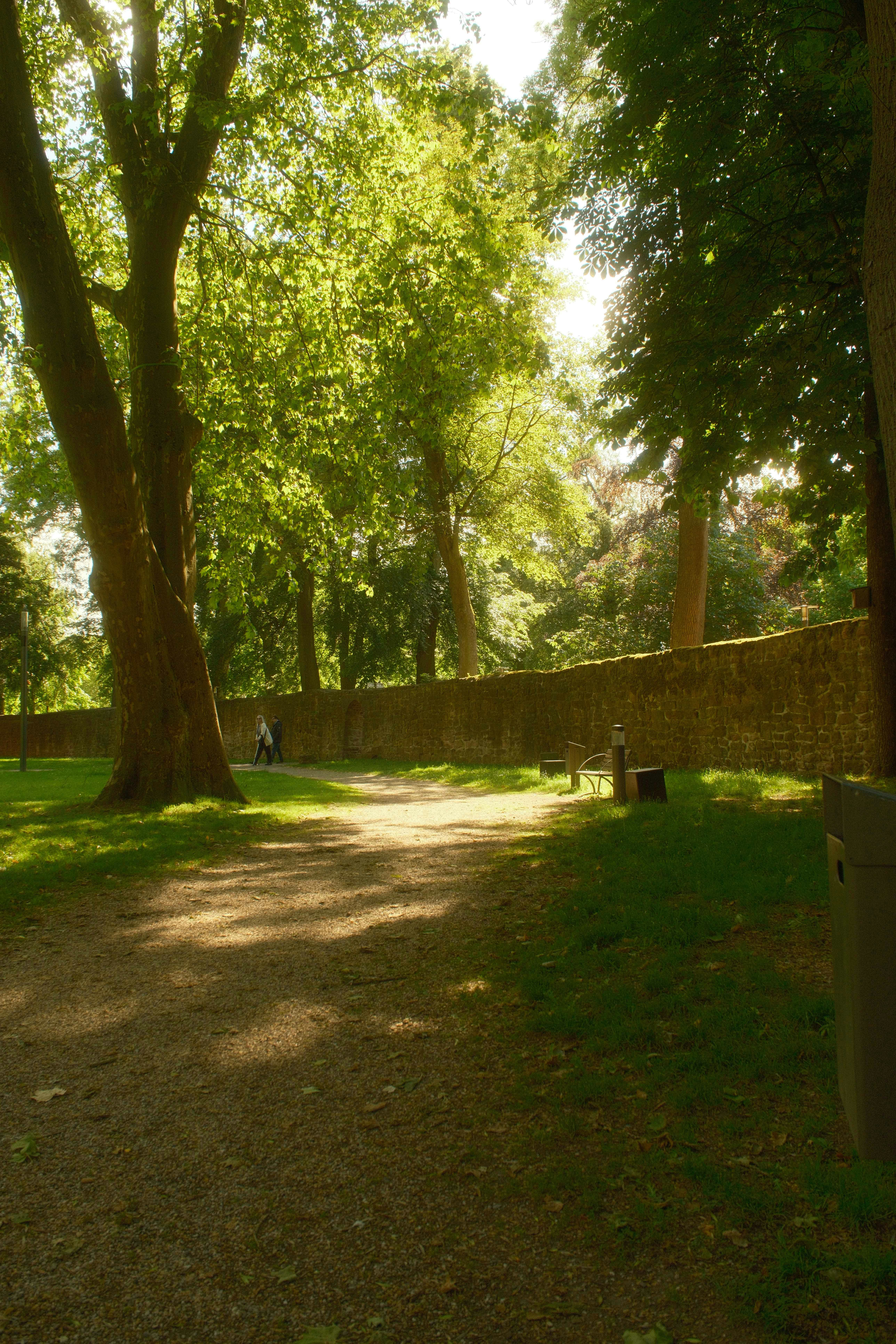 Un chemin baigné de soleil, des arbres verts et un vieux mur de pierre.