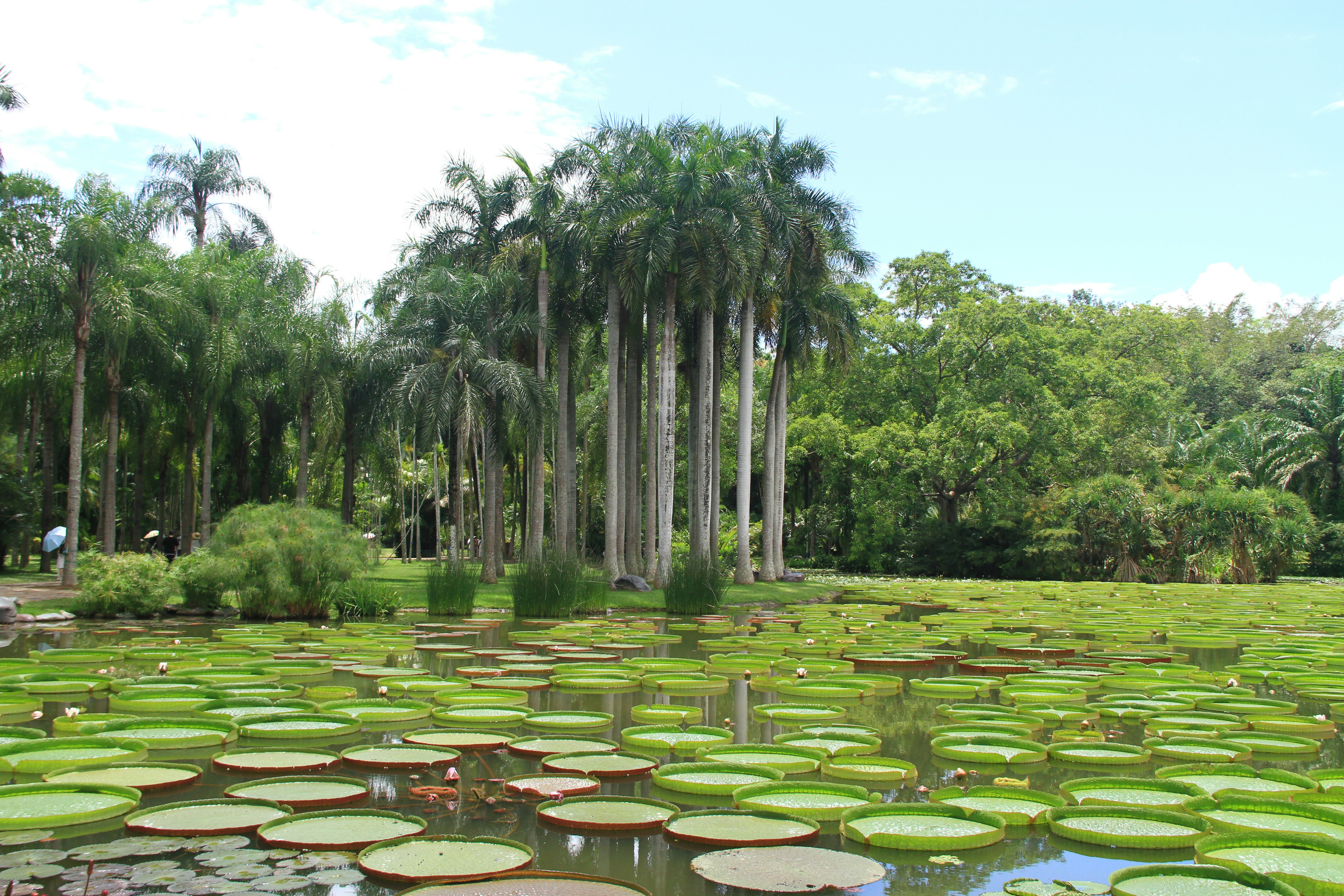 Laghetto del giardino botanico con enormi ninfee e palme.
