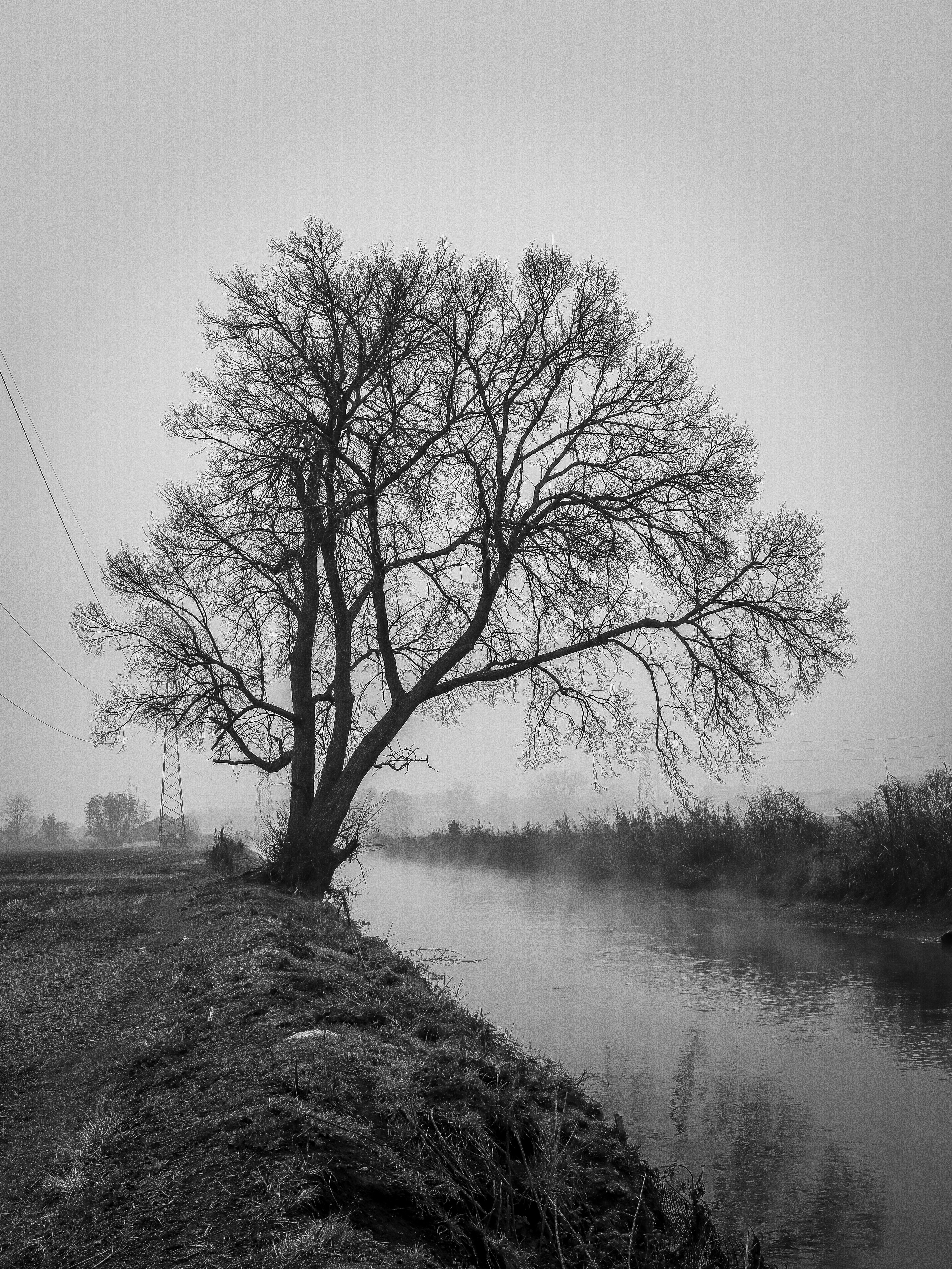 Albero nudo accanto a un fiume nebbioso in bianco e nudo.