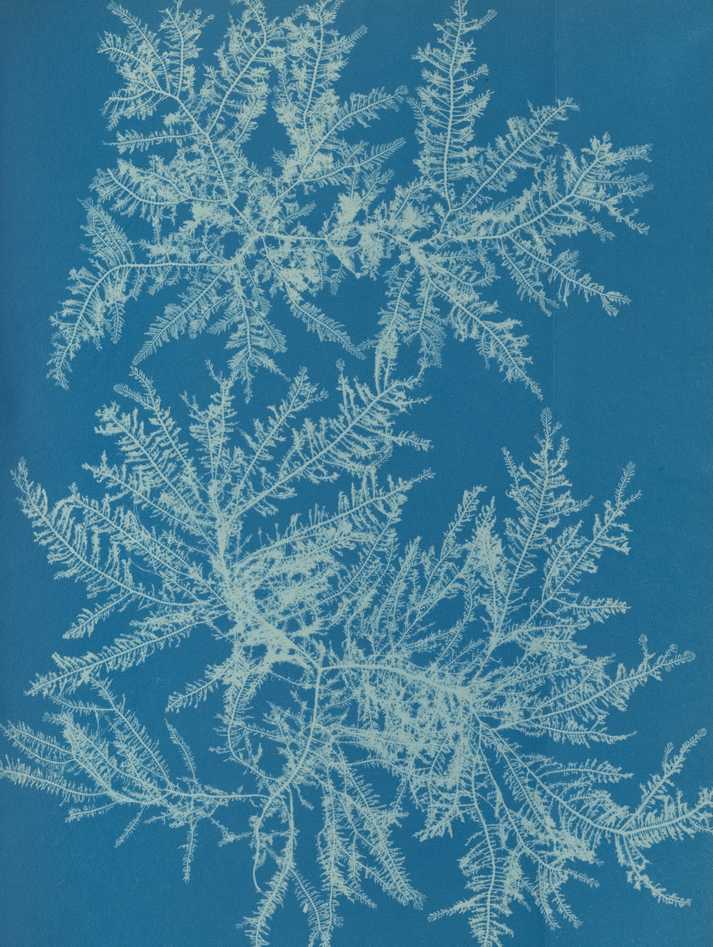 Detailed white seaweed fronds on a vibrant blue cyanotype.