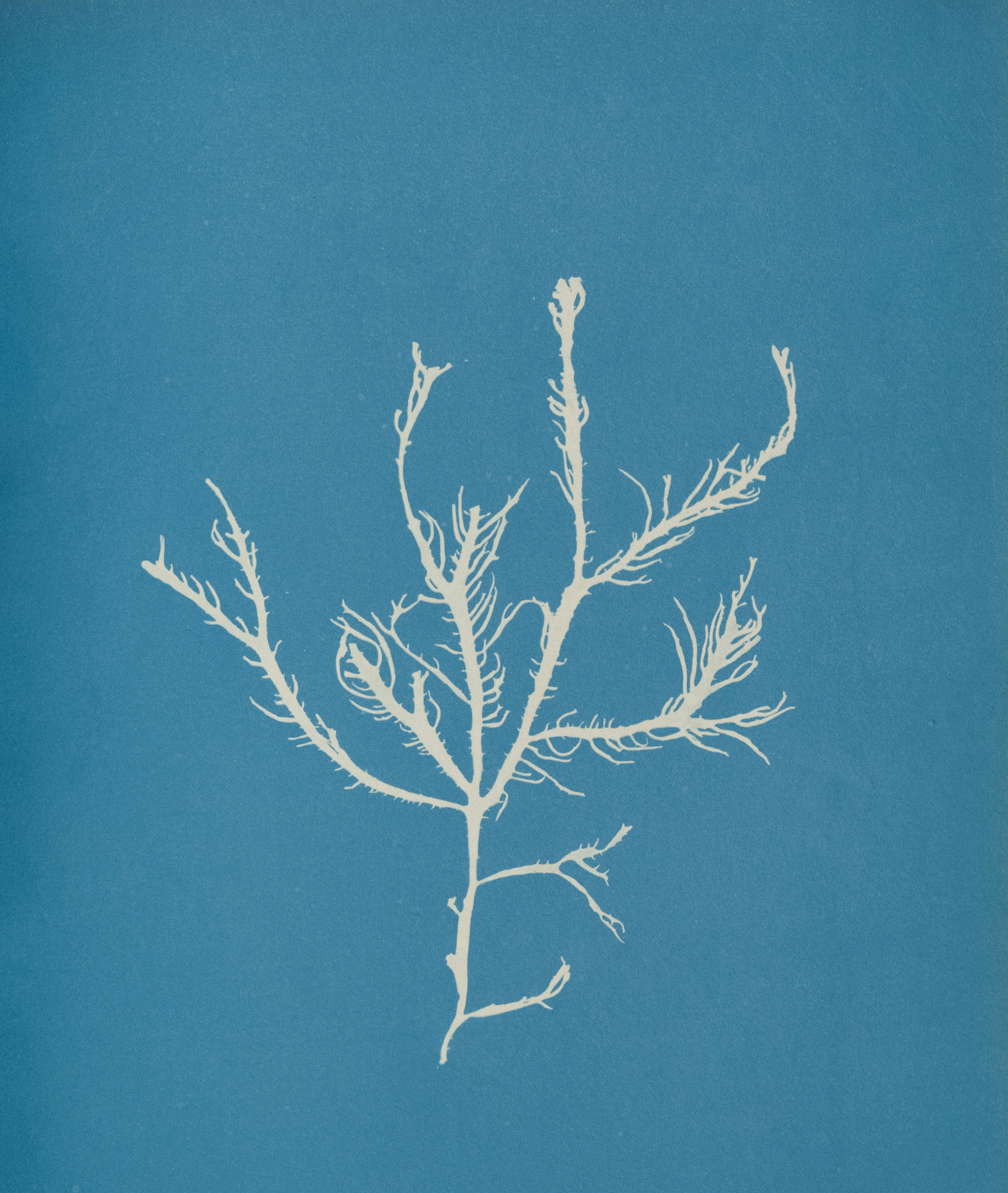 Title: Fucus æruginosus Turner. 