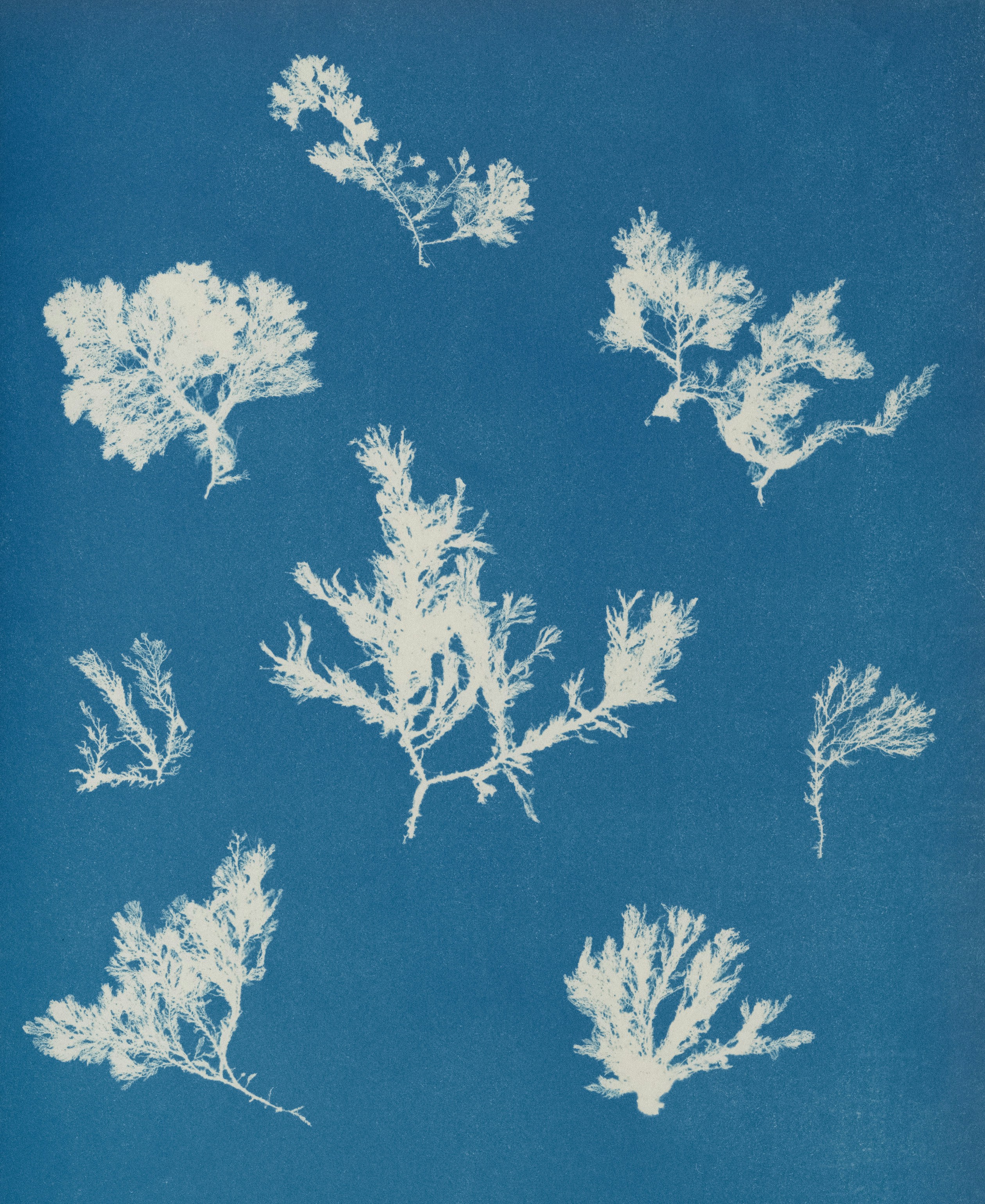 Title: Ptilota plumosa. ß capillaris,Artist: Anna Atkins (British, 1799–1871),Date: ca. 1853,Medium: Cyanotype,Dimensions: Image: 25.3 x 20 cm (9 15/16 x 7 7/8 in.),Classification: Photographs,Credit Line: Gilman Collection, Purchase, The Horace W. Goldsmith Foundation Gift, through Joyce and Robert Menschel, 2005,Object Number: 2005.100.557 (32),Curatorial Department: Photographs. http://www.metmuseum.org/art/collection/search/291529