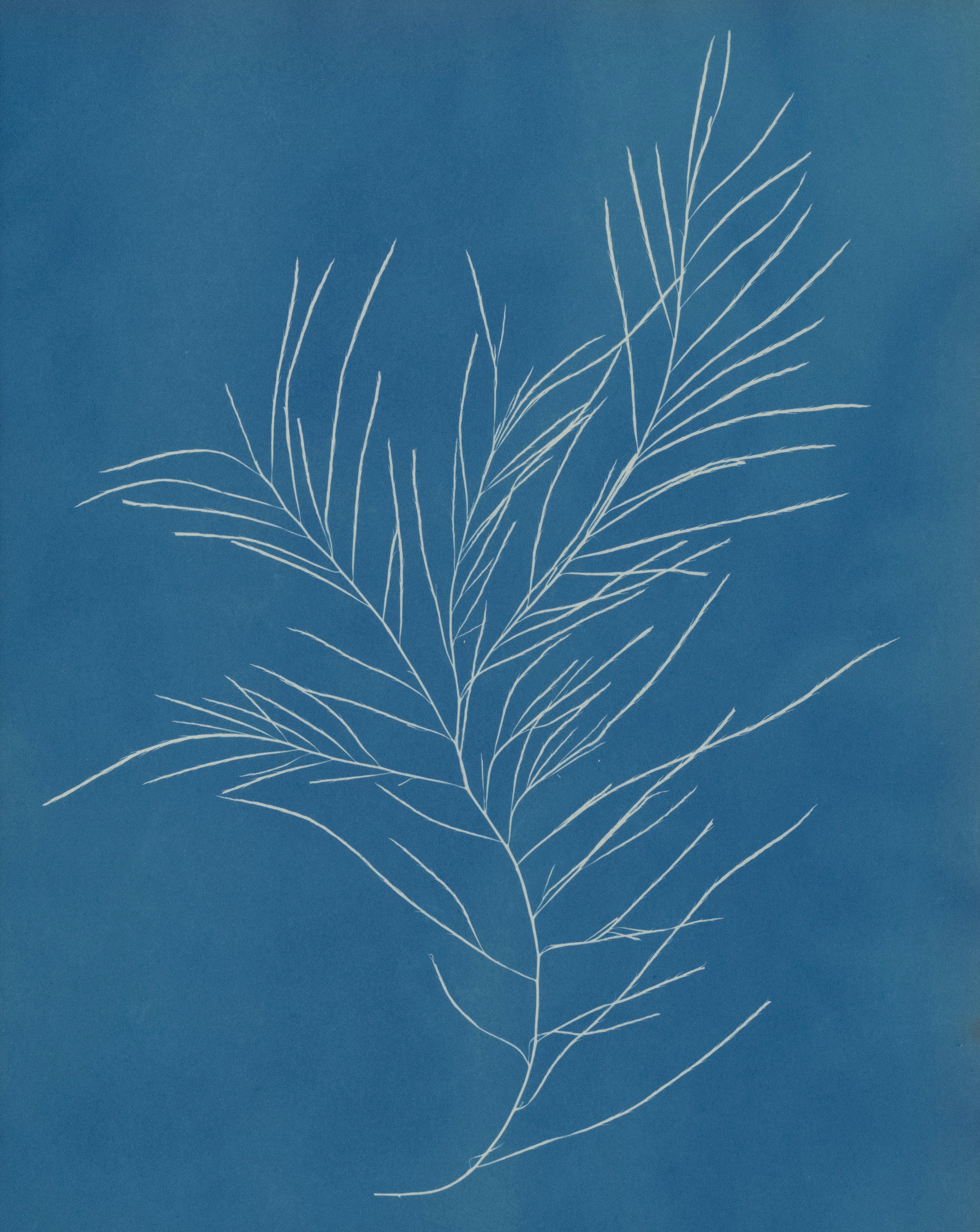 White botanical silhouette on a blue background.