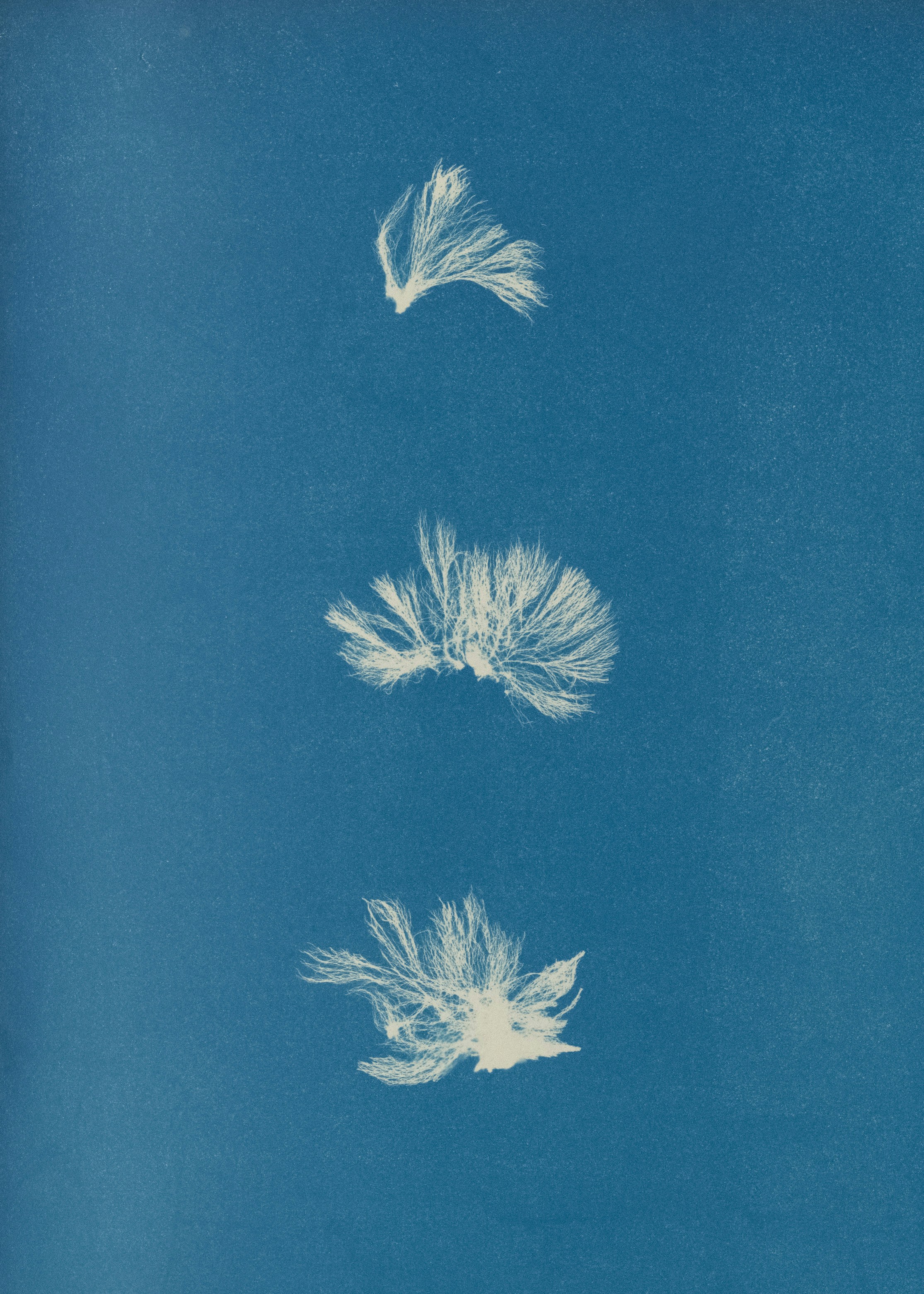 Three white feathery shapes arranged vertically on a blue background.