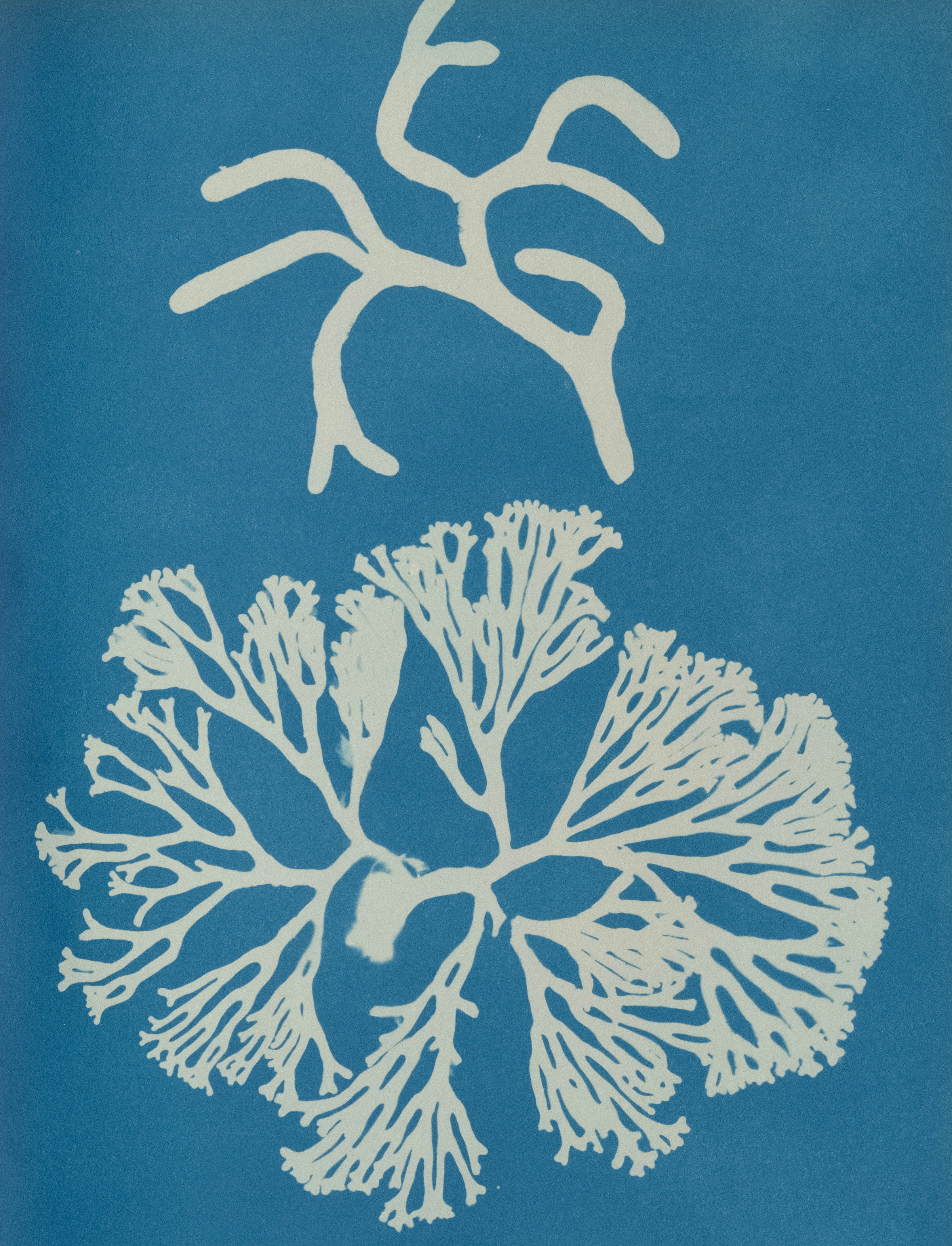Title: Codium tomentosum,Artist: Anna Atkins (British, 1799–1871),Date: ca. 1853,Medium: Cyanotype,Dimensions: Image: \(25.3 \times 20\) cm (9 \(15/16\) x 7 \(7/8\) in.),Classification: Photographs,Credit Line: Gilman Collection, Purchase, The Horace W. Goldsmith Foundation Gift, through Joyce and Robert Menschel, 2005,Object Number: 2005.100.557 (119),Curatorial Department: Photographs. http://www.metmuseum.org/art/collection/search/291615