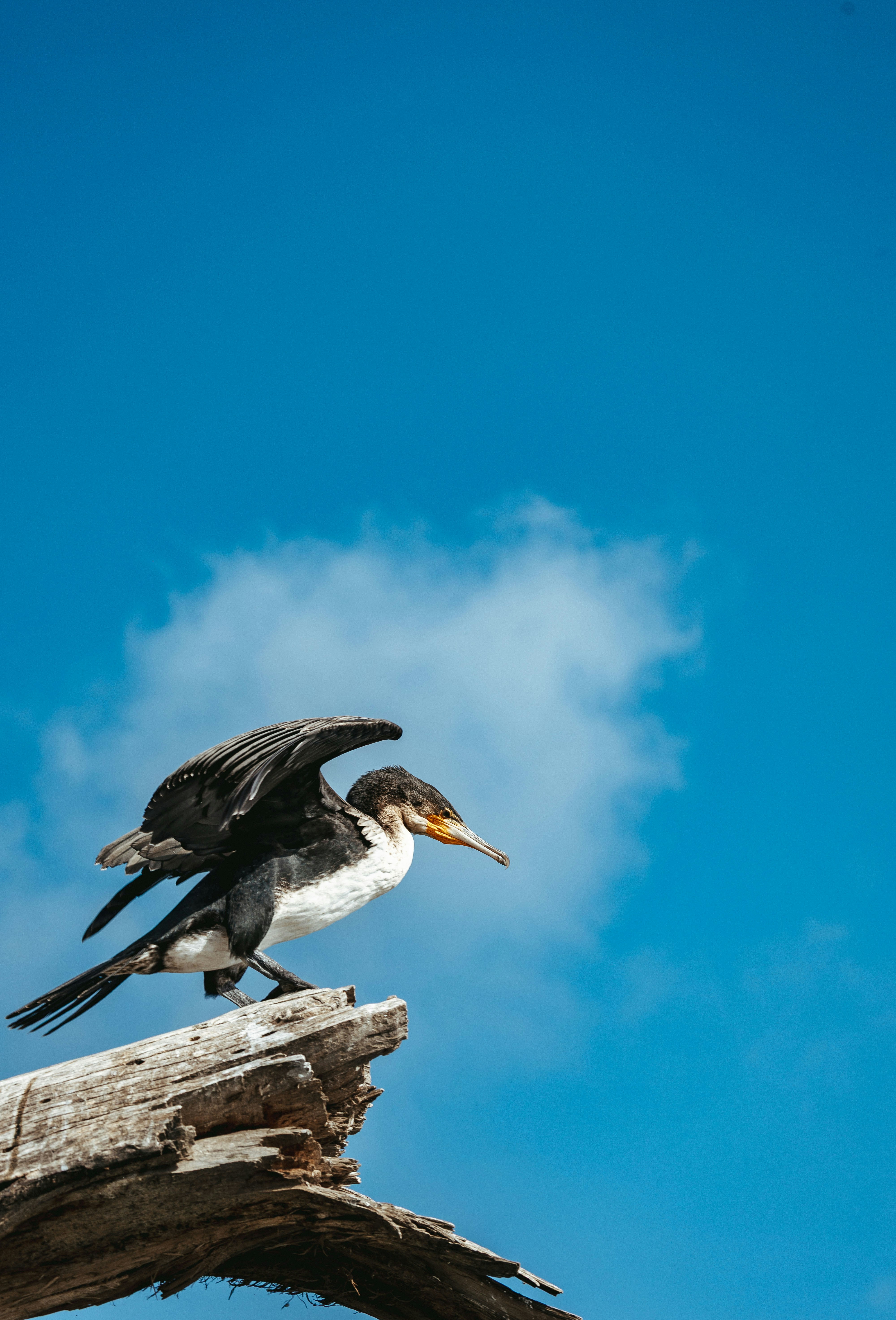 Cormorano su un ramo sotto un cielo azzurro