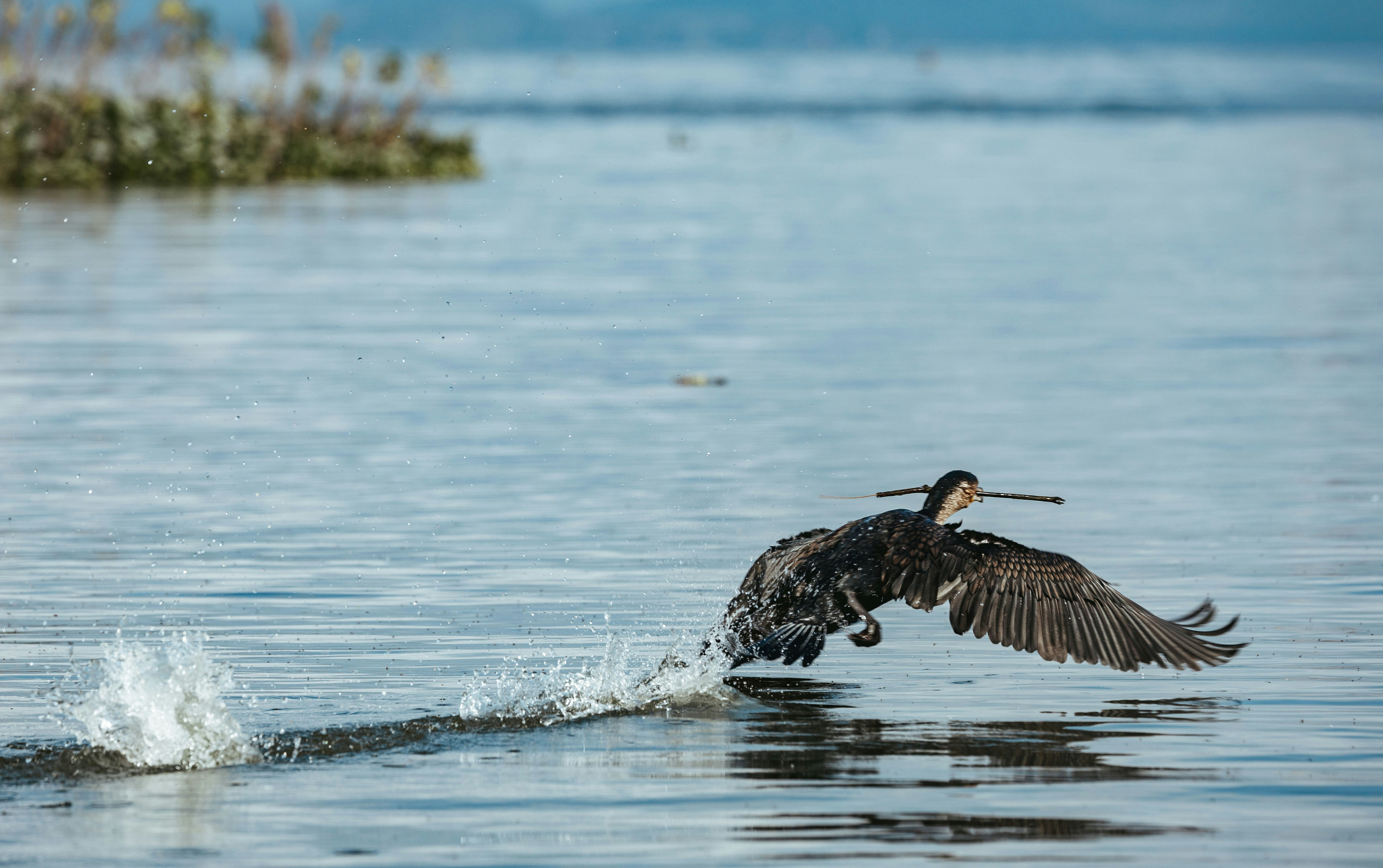 Cormorano che decolla dall'acqua con uno splash
