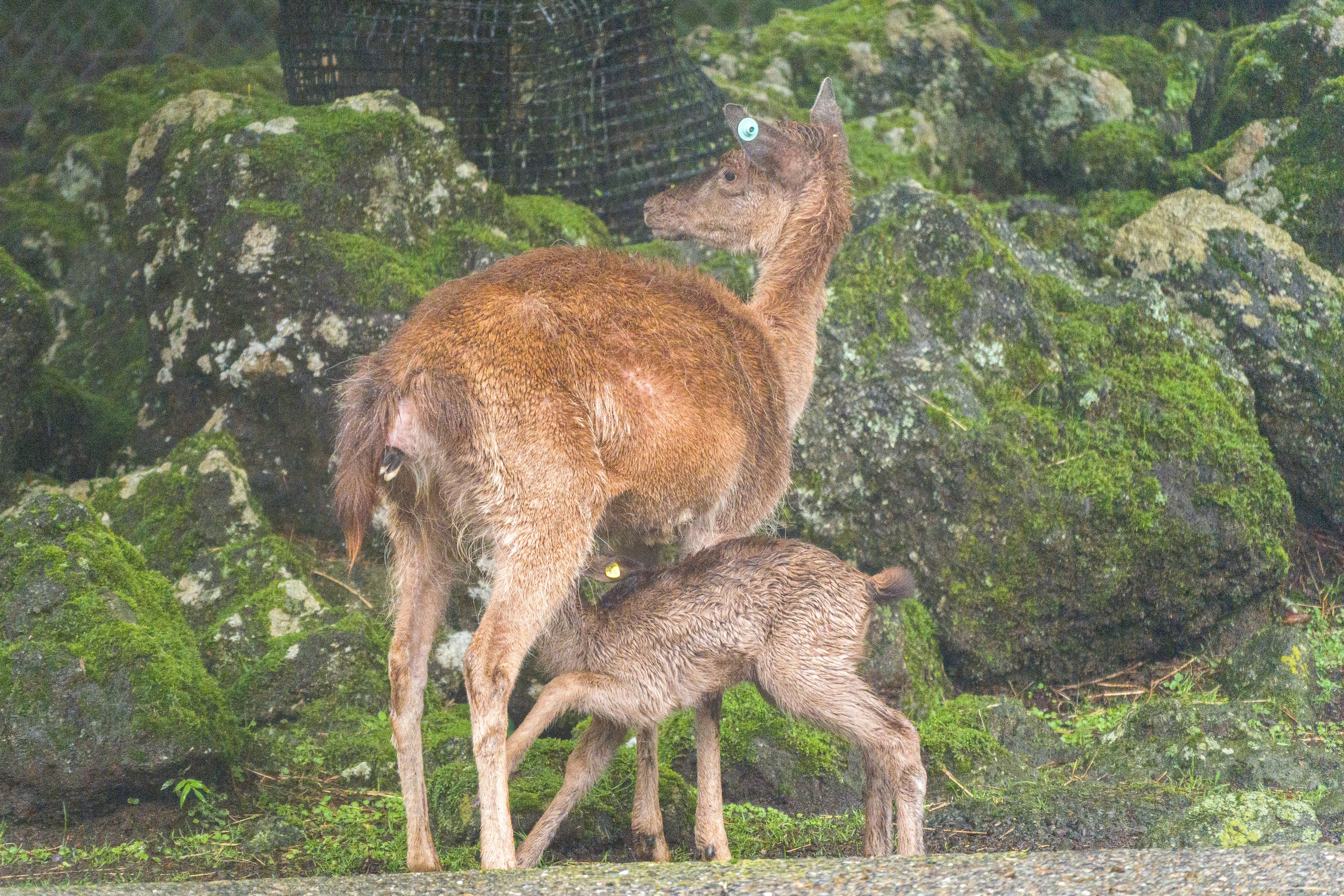 A deer nurses its fawn near mossy rocks.