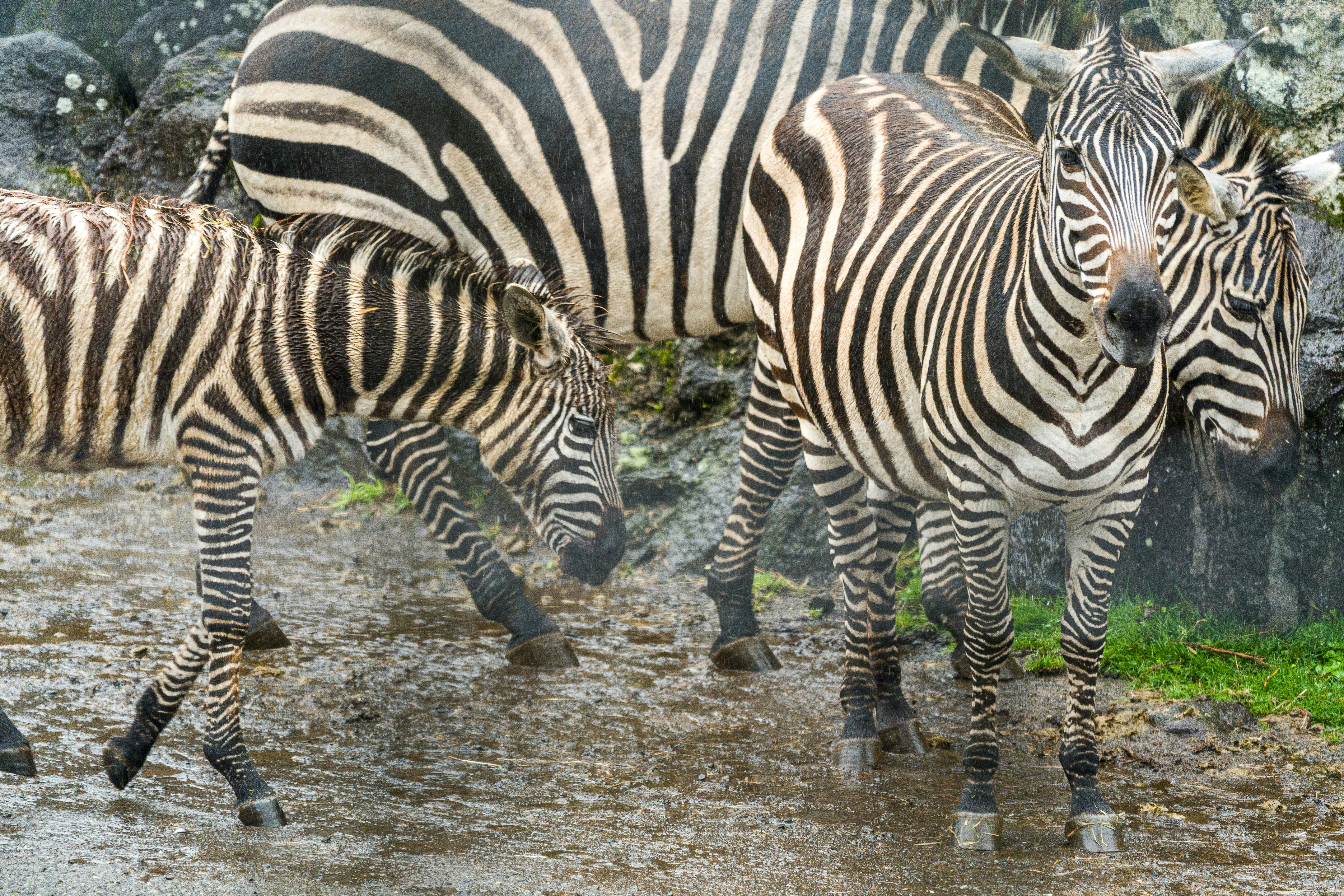 Three zebras, including a foal, stand on wet ground.